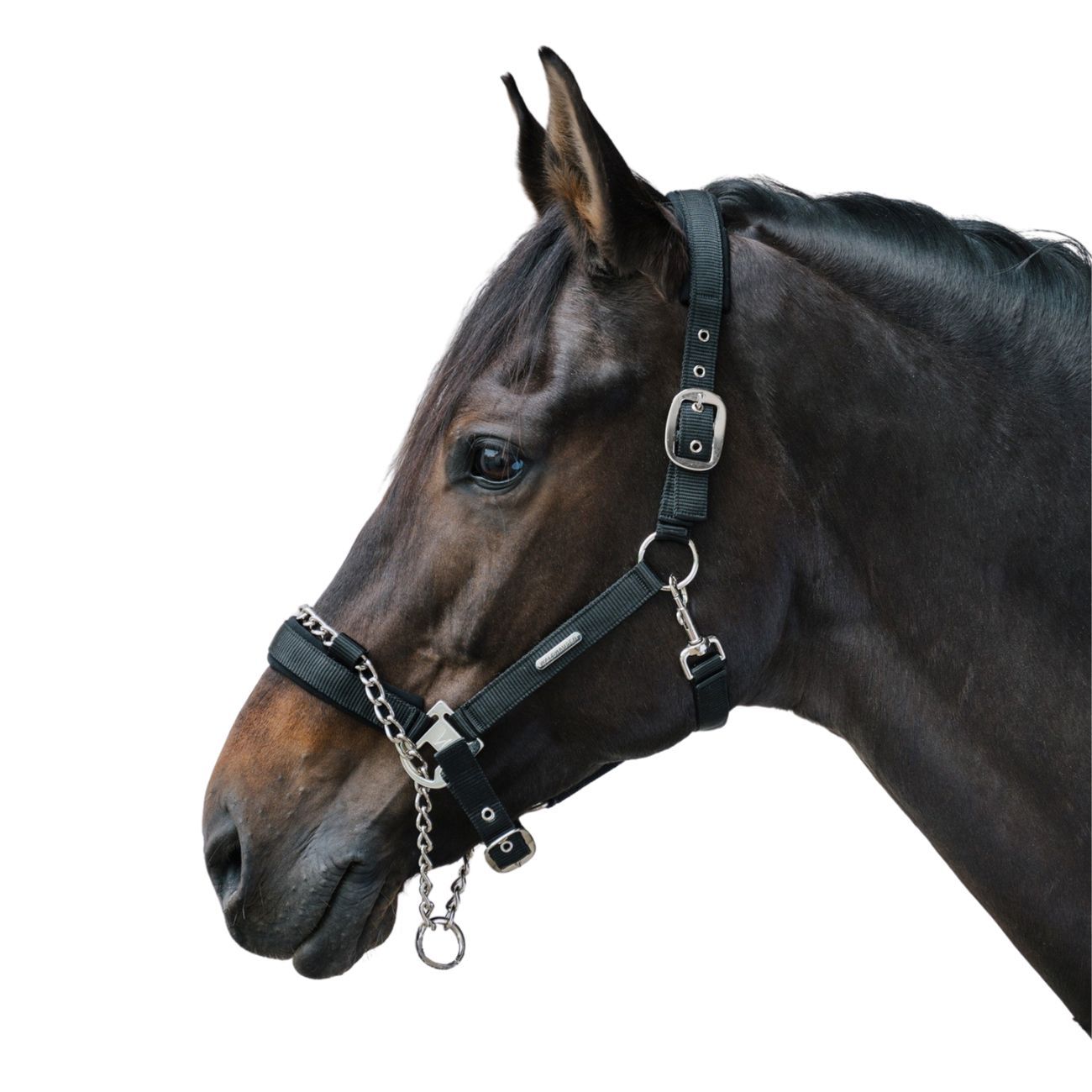 Schwarzes Hengsthalfter am Pferdekopf. Metallbeschläge, Kette und Ring. Deutlich sichtbares Markenlogo.