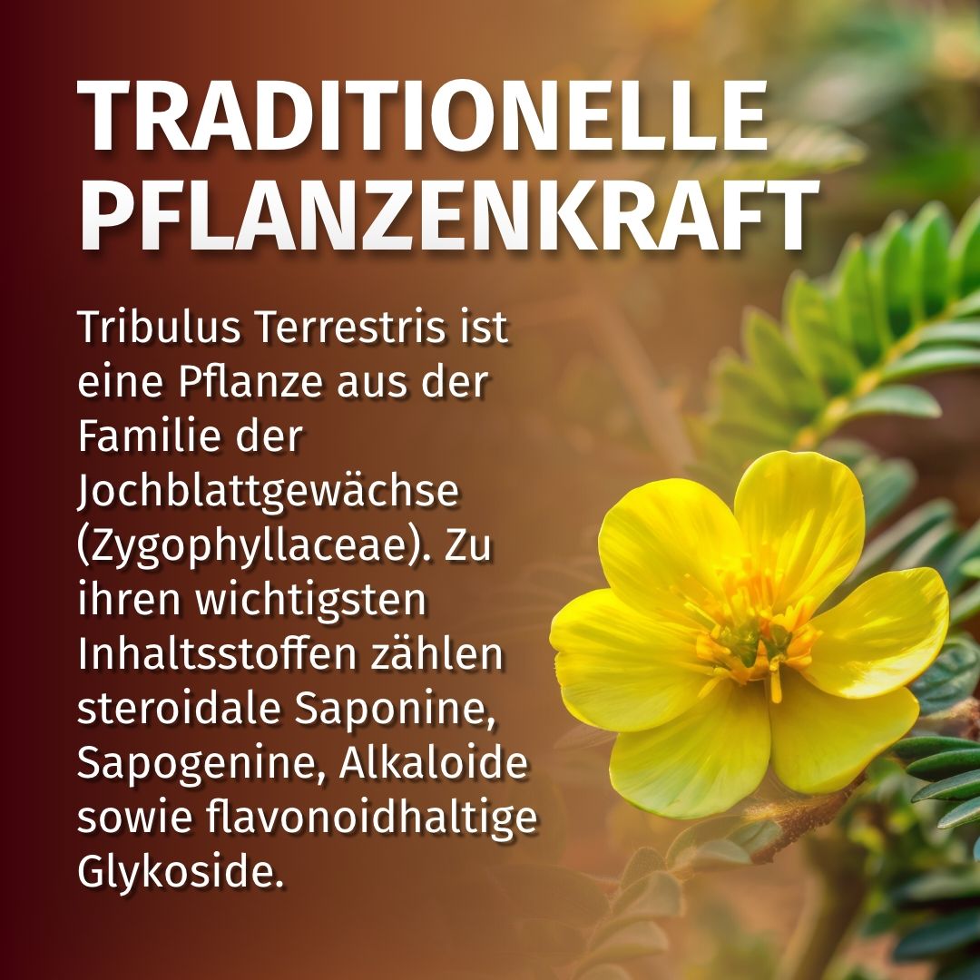 Tribulus Terrestris Pflanze mit gelber Blüte. Text: Traditionelle Pflanzenkraft.