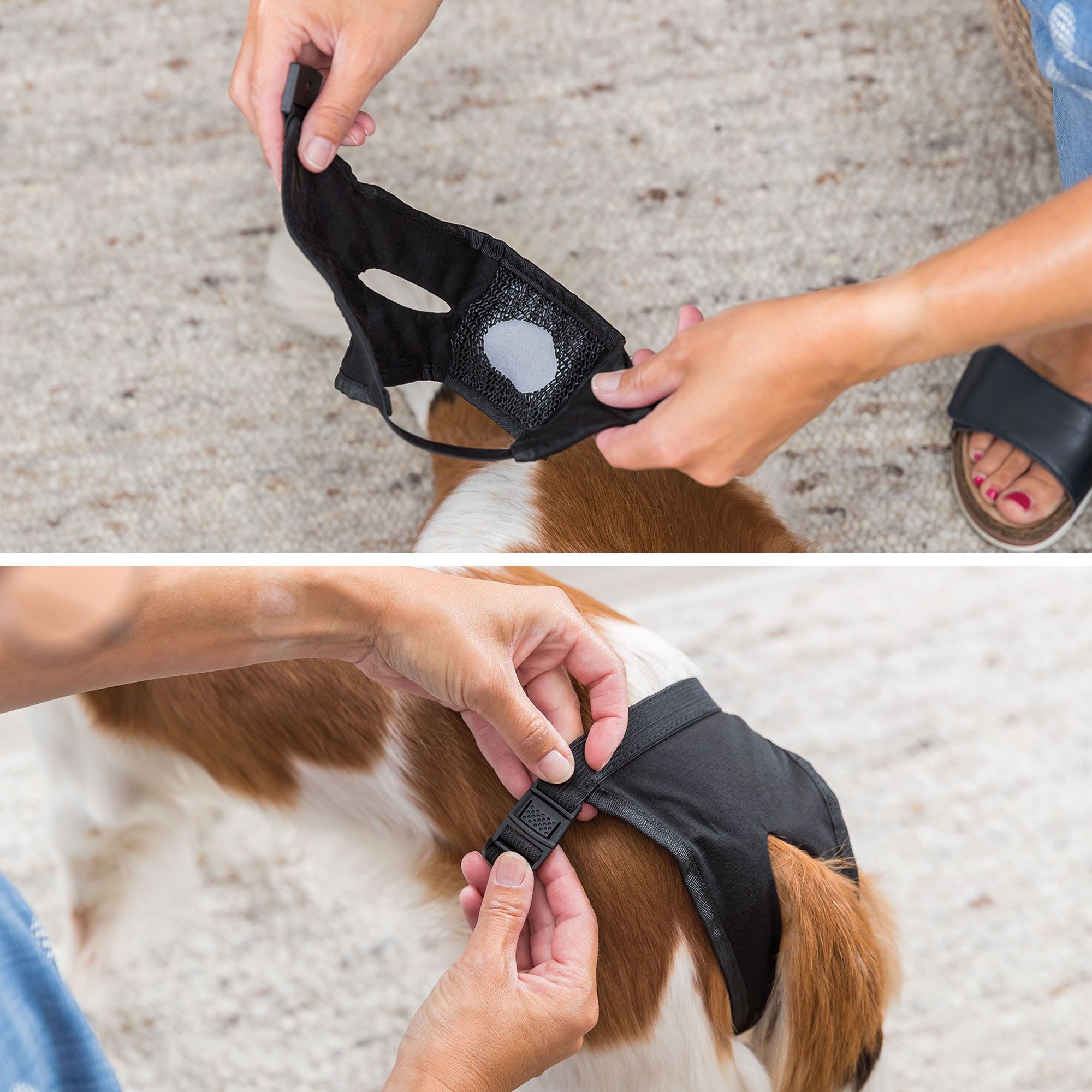 Zwei Bilder: Person legt Schutzhöschen an und befestigt es am Hund. Schwarzes Höschen mit Klettverschluss.