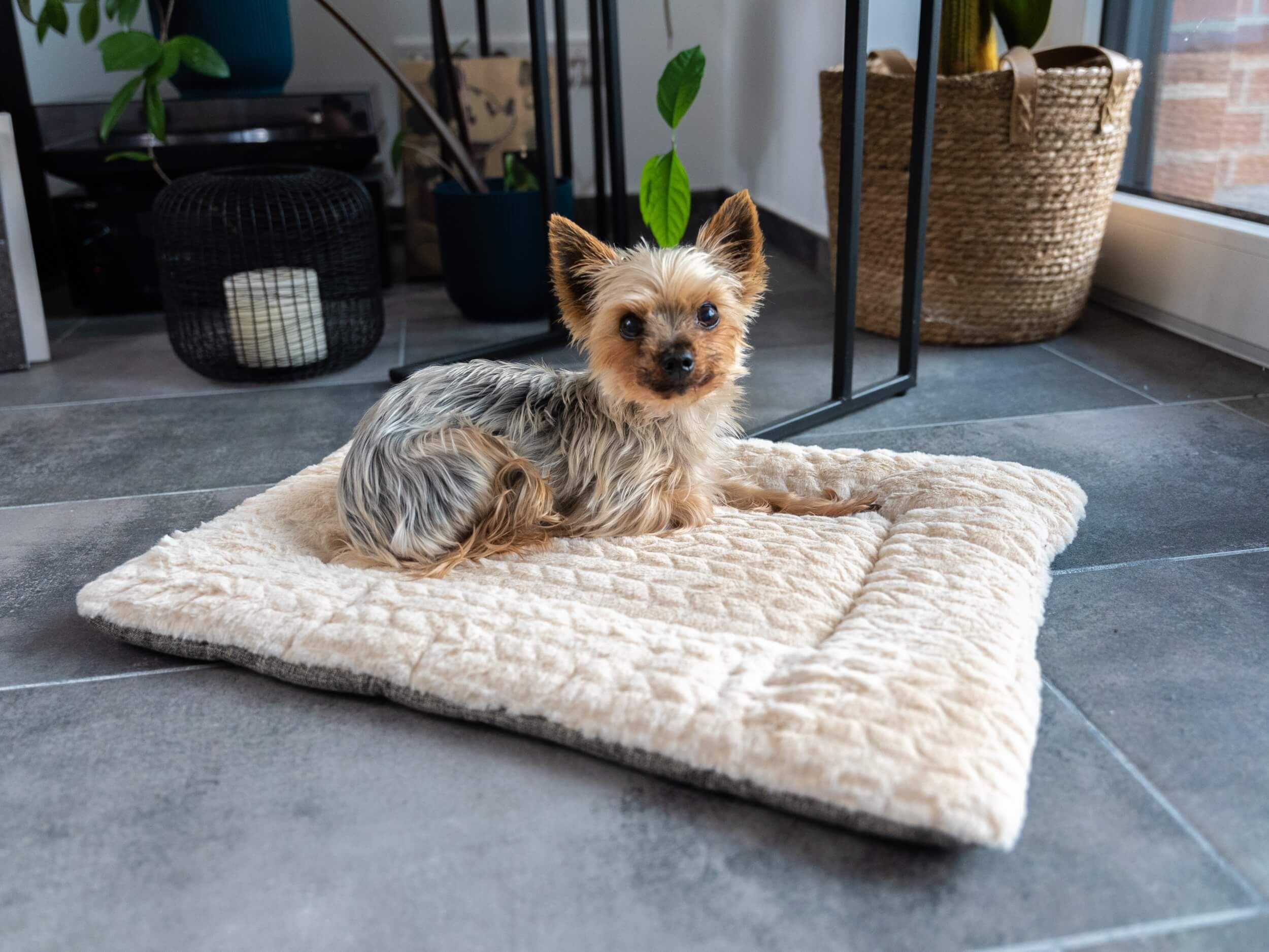 Gefütterte Liegedecke, cremefarben, mit Hund. Auf Fliesenboden.