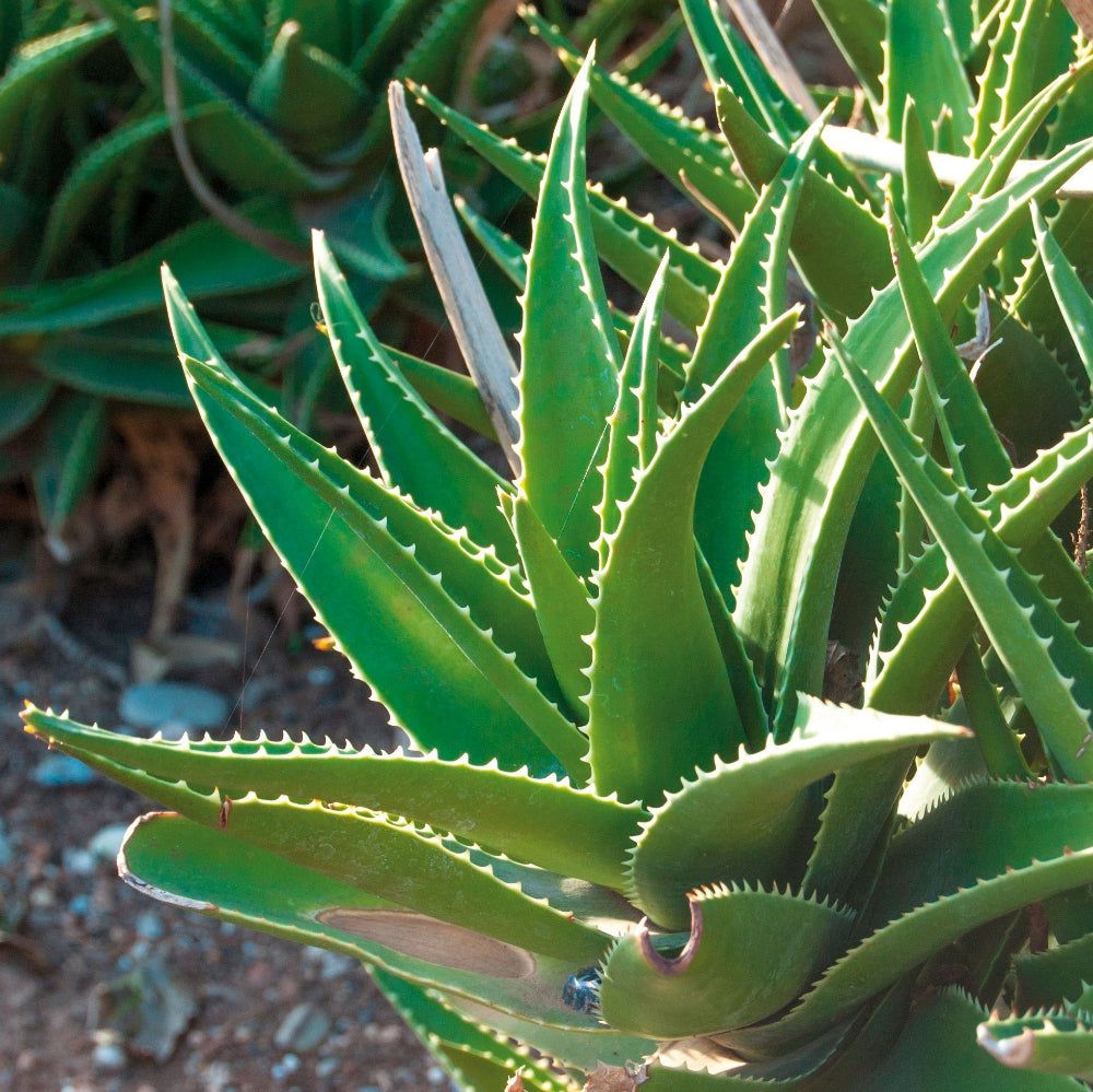 Nahaufnahme von Aloe Vera-Pflanzen. Grüne, fleischige Blätter mit gezahnten Rändern. Sonnenlicht.