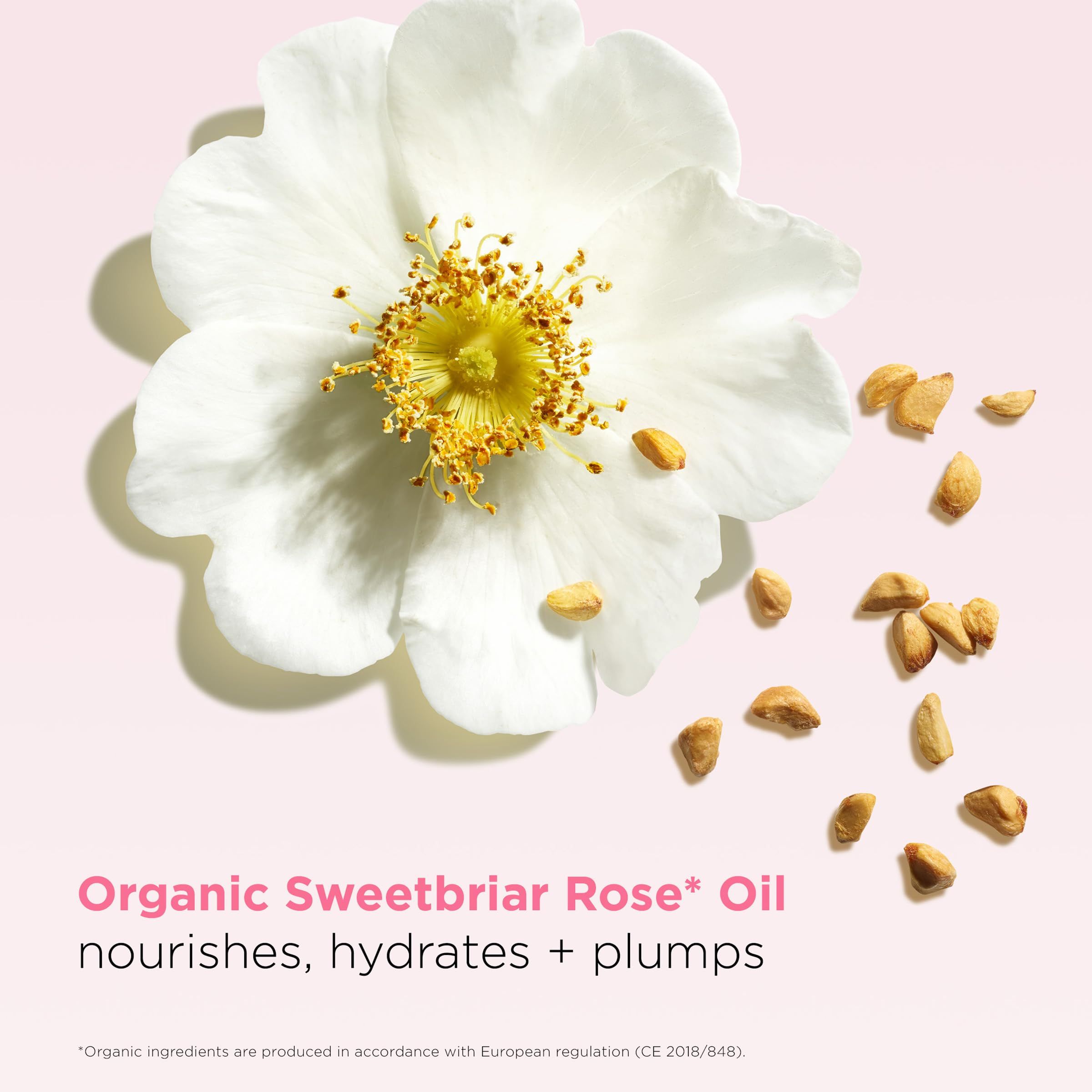 Nahaufnahme einer weißen Rose und Samen. Text: Organic Sweetbriar Rose Oil, nährt, hydratisiert + polstert.