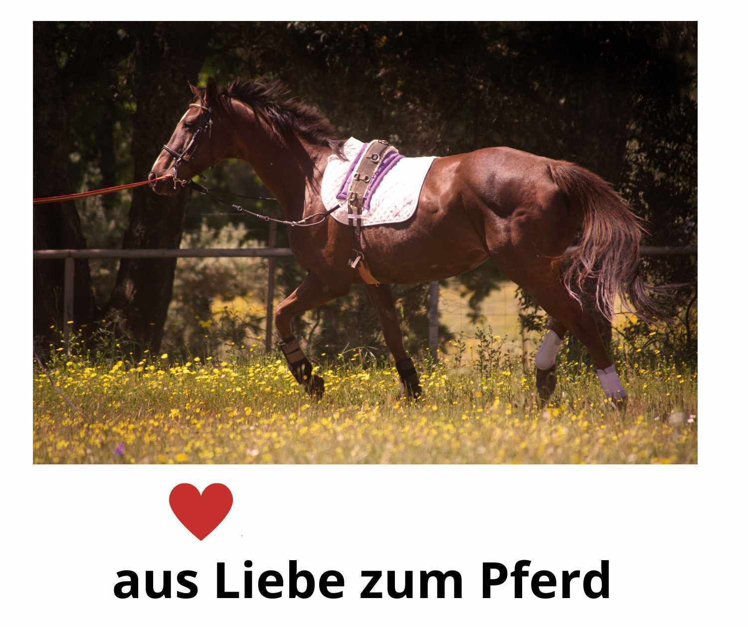 Braunes Pferd im Galopp mit Longierhilfe. Weißes Sattelpad, rotes Herz und Text: aus Liebe zum Pferd. Gelbe Blumenwiese.
