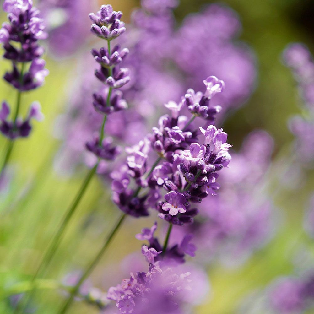 Nahaufnahme von lila Lavendelblüten. Grüne Stiele und unscharfer Hintergrund.