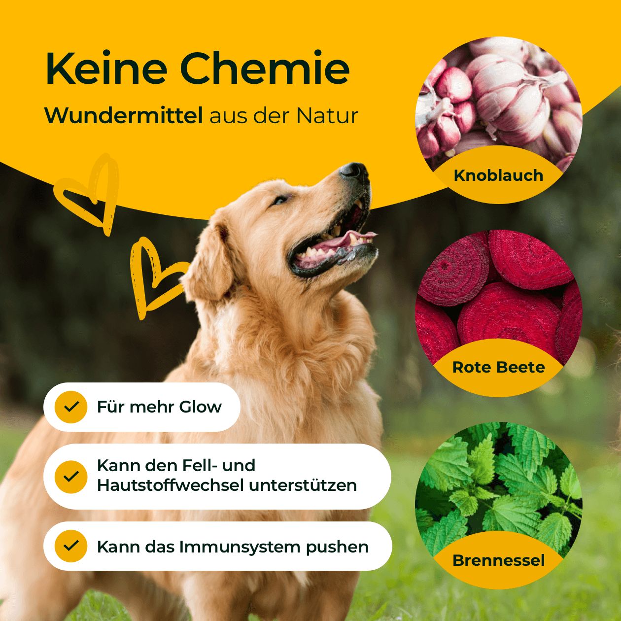 Goldener Retriever, gelber Hintergrund. Zutaten: Knoblauch, Rote Bete, Brennnessel. Text: Keine Chemie, Für mehr Glow, Unterstützt Fell- und Hautstoffwechsel, Pusht Immunsystem.
