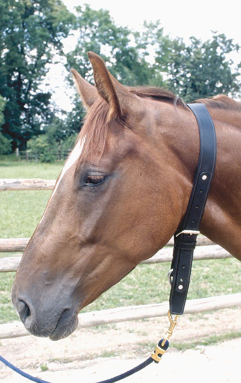 Pferd mit schwarzem Halsriemen. Metallschnalle und Karabinerhaken sichtbar.