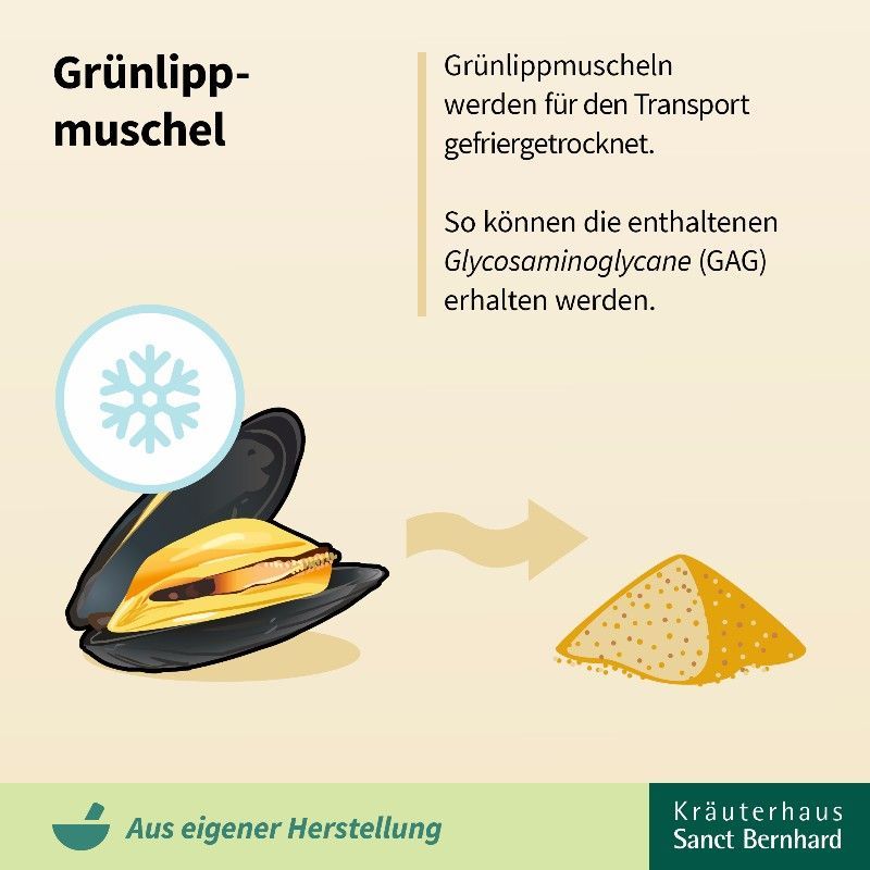 Illustration: Geöffnete Muschel mit Inhalt, daneben ein Haufen gelbes Pulver. Text: Grünlippmuscheln werden gefriergetrocknet.