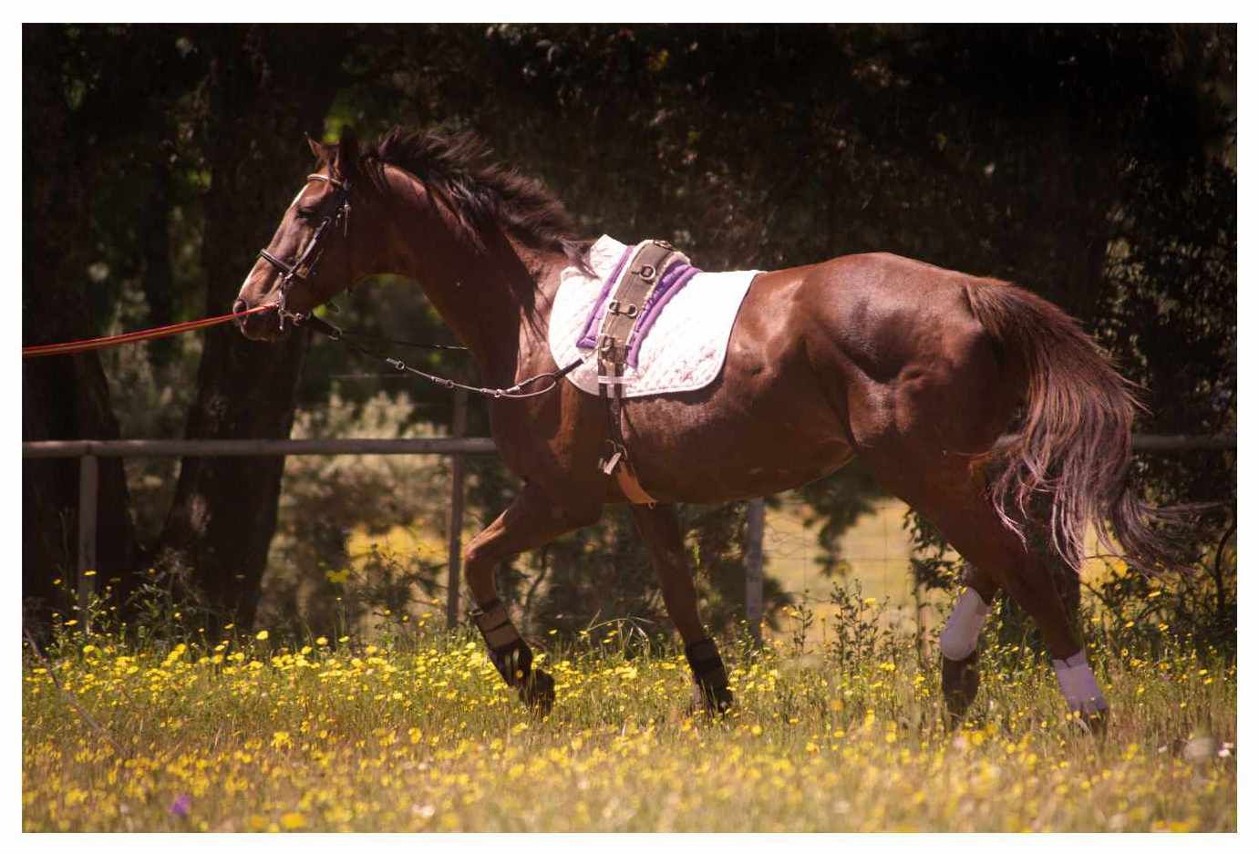 Braunes Pferd in Bewegung, trägt Sattel und Longierleine. Im Hintergrund Wiese mit gelben Blumen.