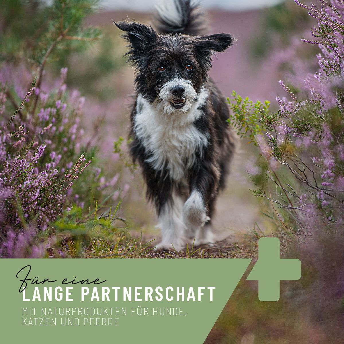 Wormwood Mix Hunde - ReaVET