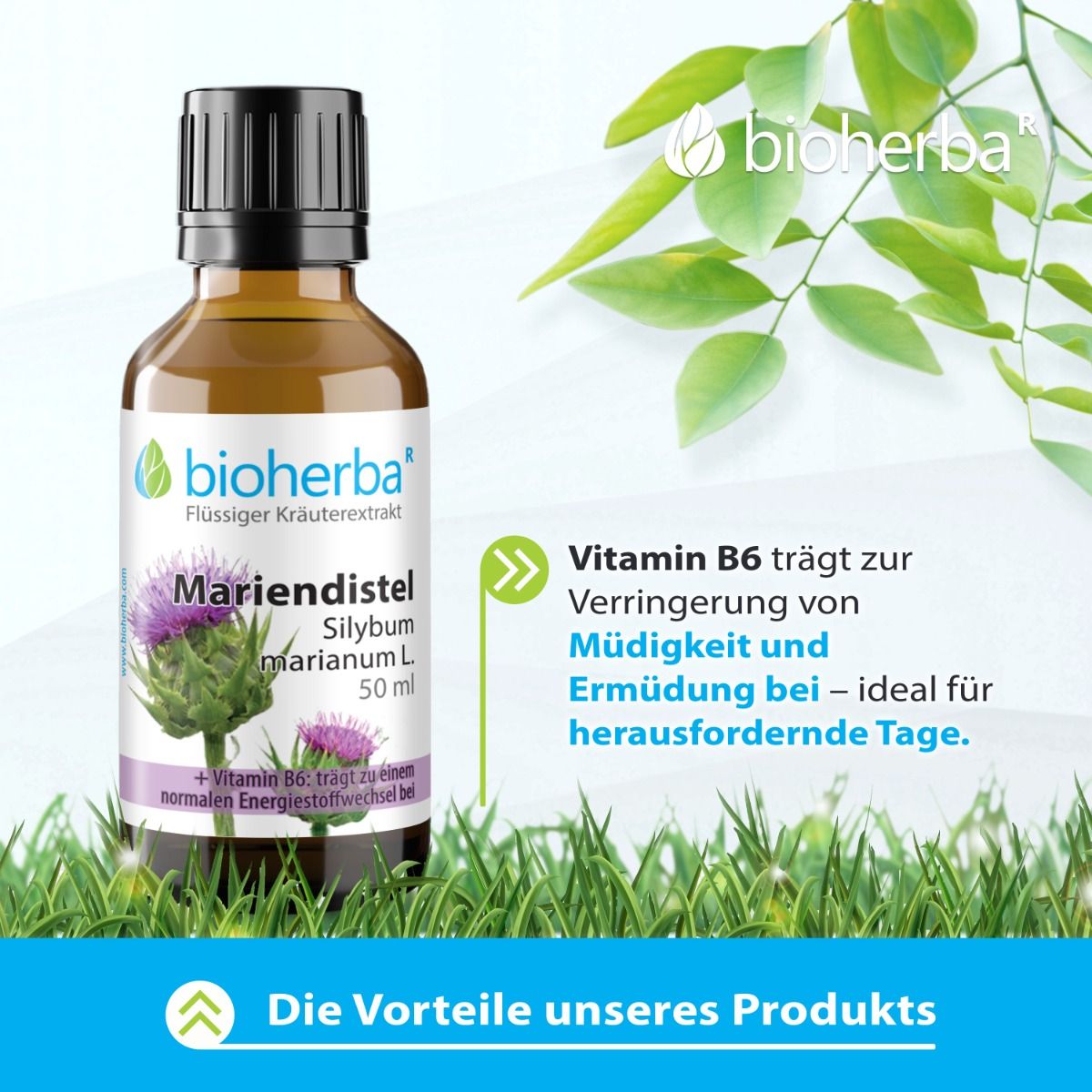 Braune Flasche mit Mariendistel-Extrakt. Text: Mariendistel, Silybum marianum L., 50 ml. Grün-weiße Blätter und Gras im Hintergrund.