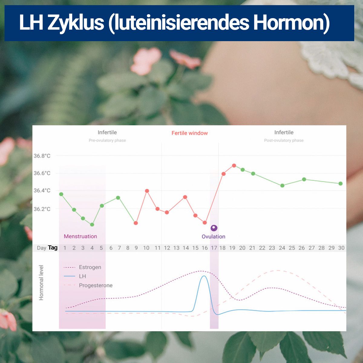 Diagramm des LH-Zyklus. Linien zeigen Hormonspiegel. Text: Infertilität, fruchtbares Fenster, Ovulation. Temperaturanzeige. Tage 1-30.