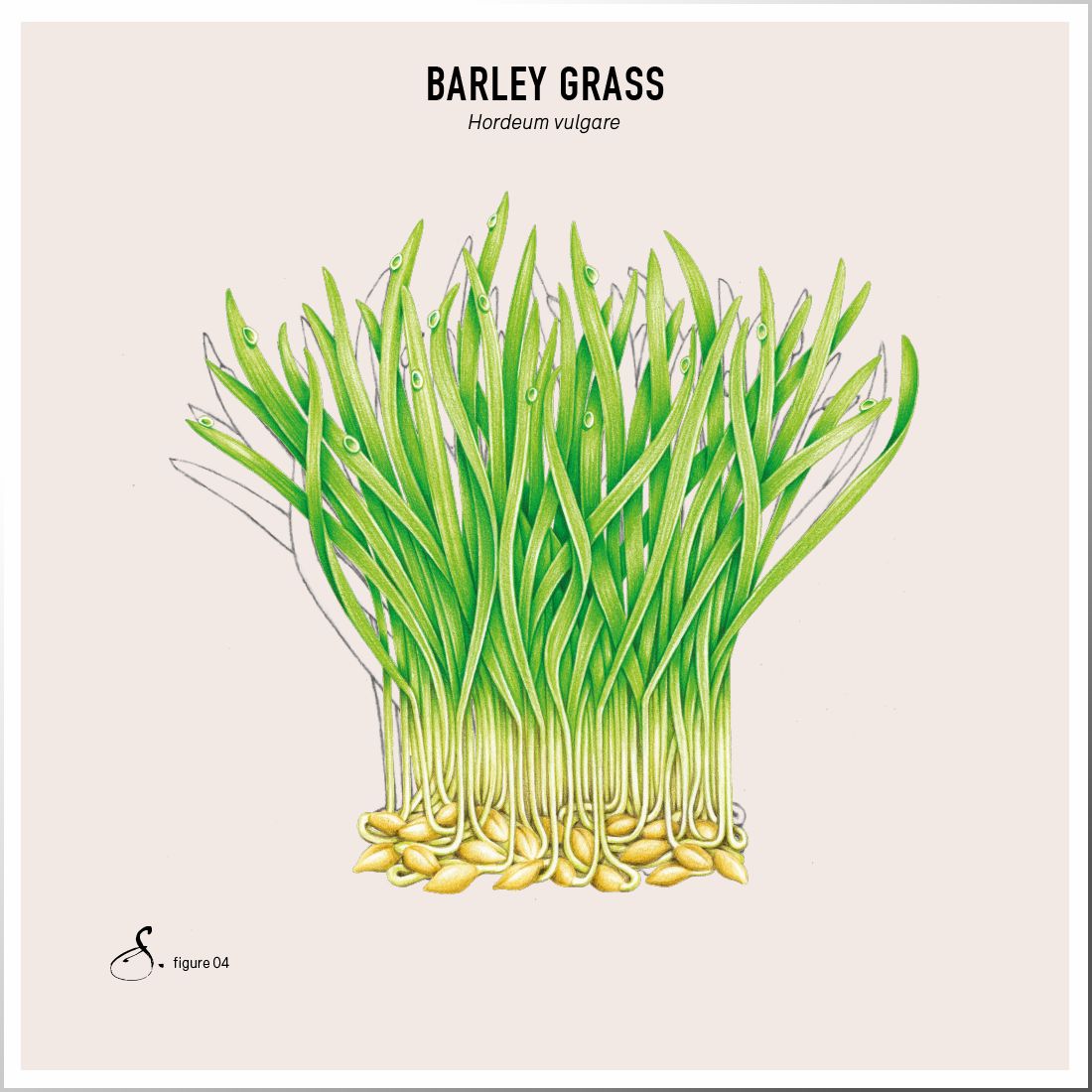 Sekoya Swiss - Barley Grass | Säure-Basen-Gleichgewichts