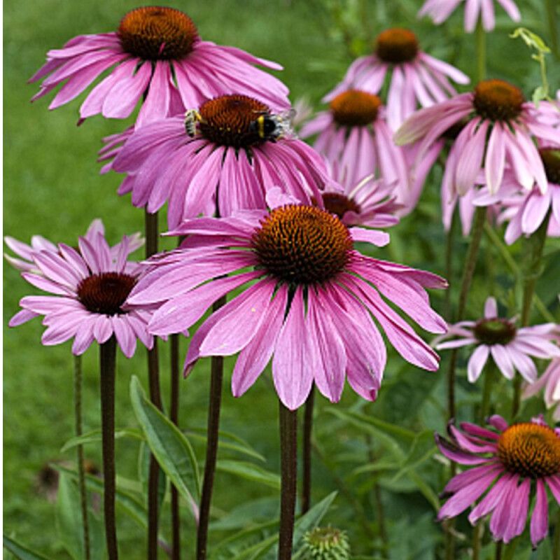 Natusat Echinacea purpurea Presssaft