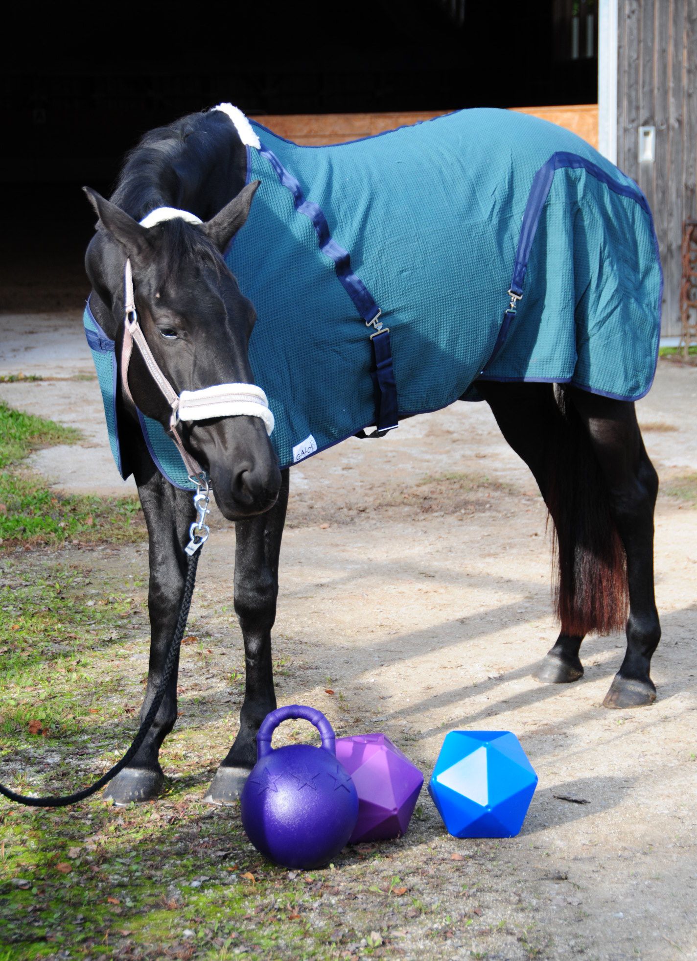 Schwarzes Pferd mit Decke und drei Futterbällen in verschiedenen Farben.