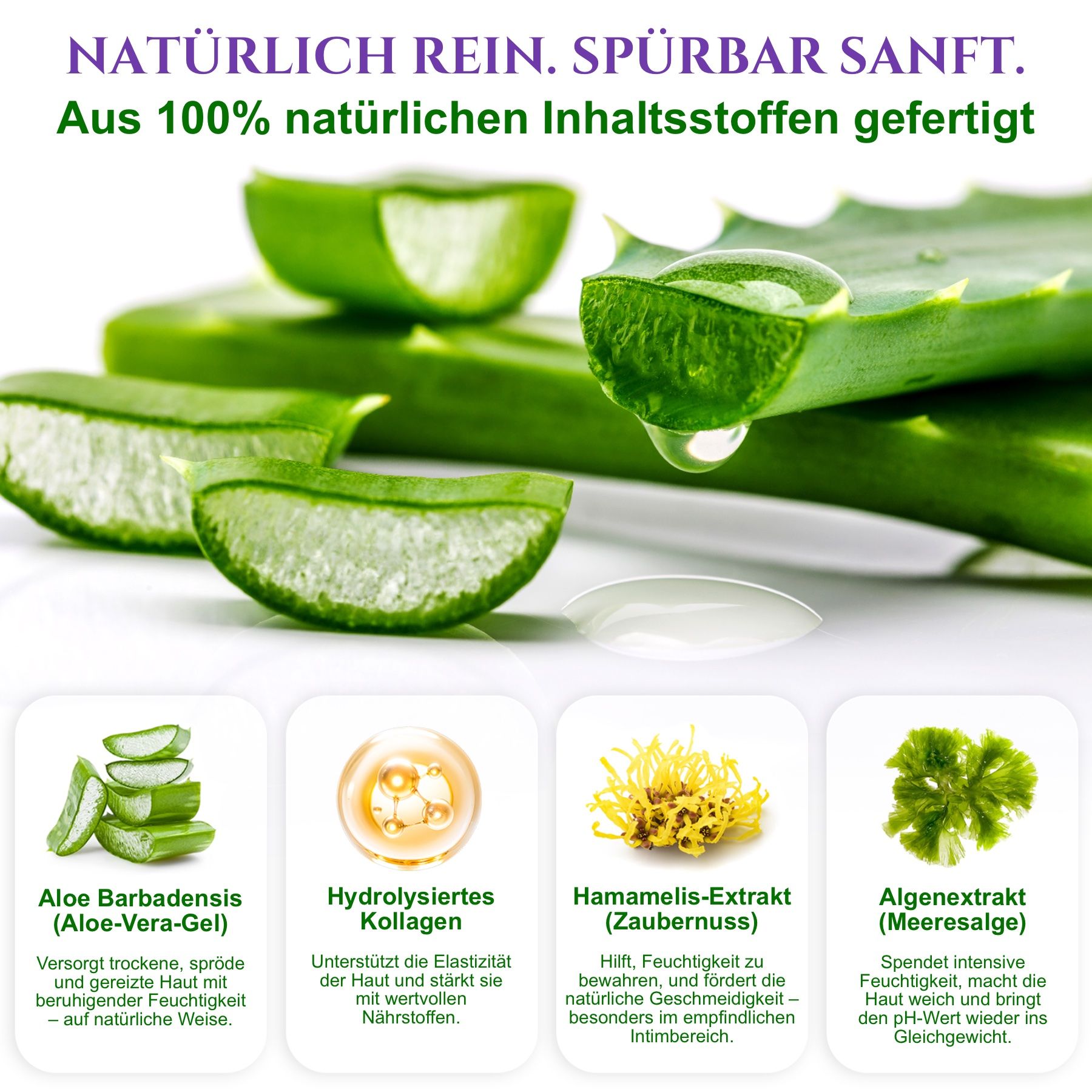 Aloe Vera Blätter, geschnitten, mit Wassertropfen. Vier Icons mit Inhaltsstoffen. Text: Aloe Barbadensis, Hydrolysiertes Kollagen, Hamamelis-Extrakt, Algenextrakt.