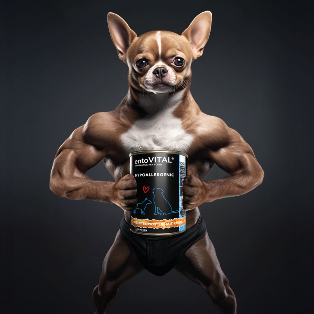Muskulöser Hund hält Dose. Text: entoVITAL HYPOALLERGENIC. Dose mit Insektenprotein.