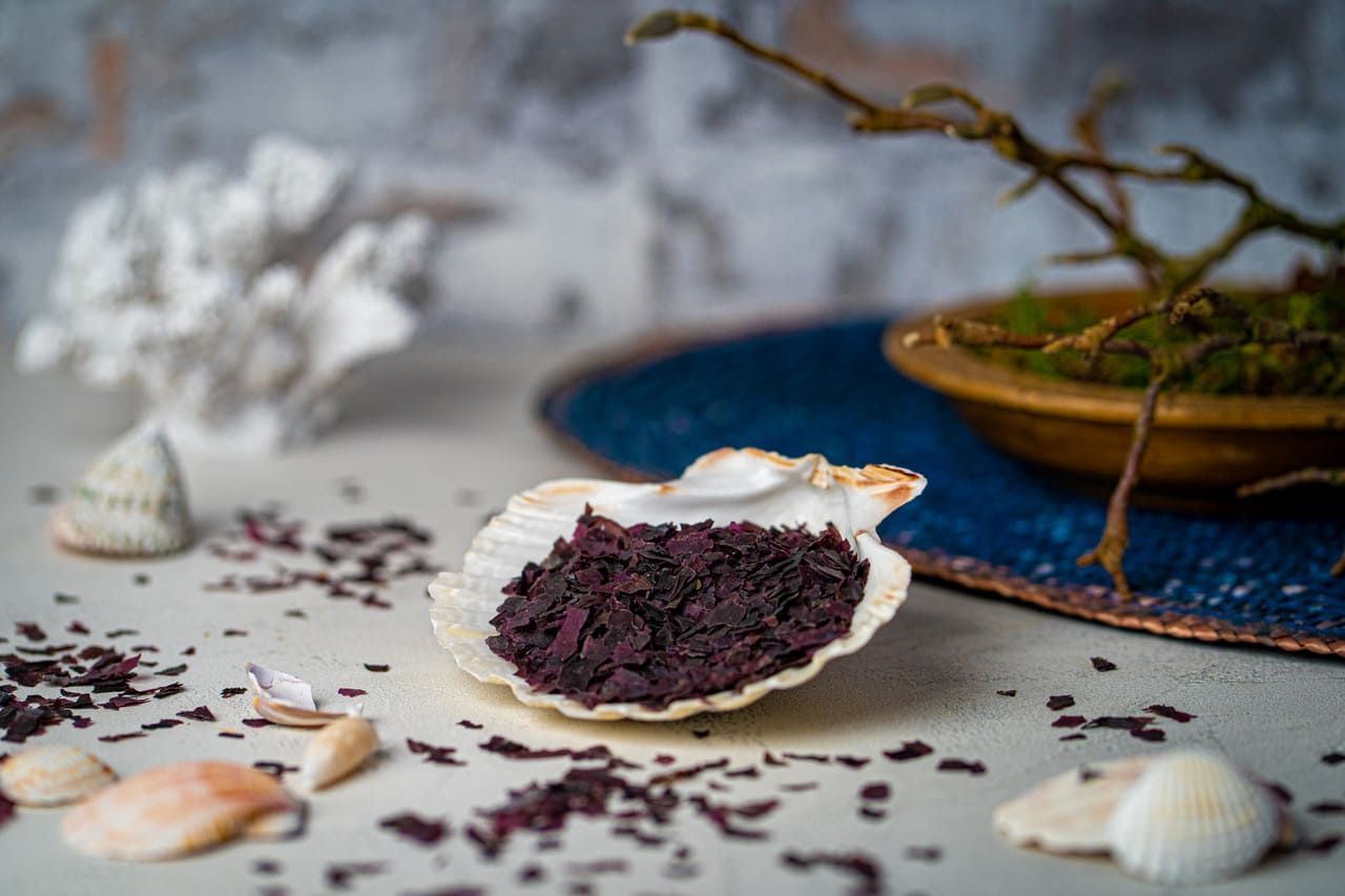 Muschelschale gefüllt mit roten Dulse-Flocken. Streuung auf weißem Untergrund. Dekoration mit Zweigen und Muscheln.