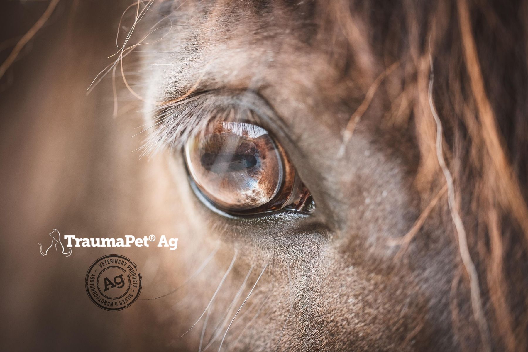 Pferdeauge. Logo: TraumaPet Ag.
