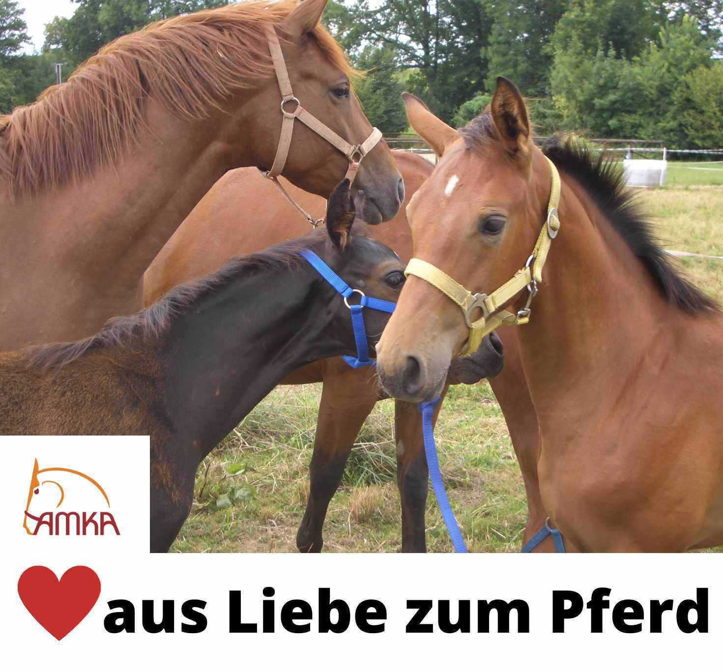 Drei Pferde, darunter ein Fohlen. Logo: AMKA, Herz mit Text: aus Liebe zum Pferd.