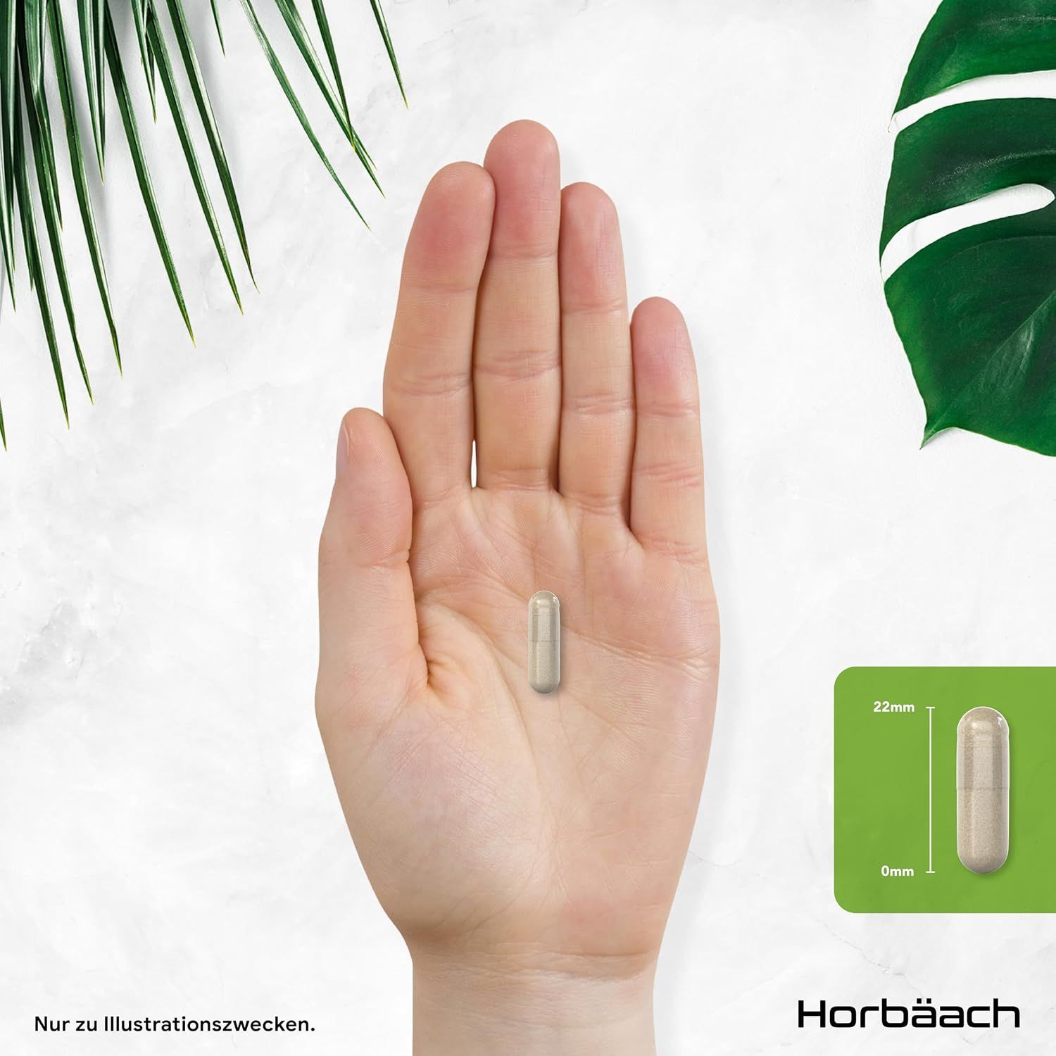 Eine Hand hält eine Kapsel des Horbäach Leber Komplex. Daneben eine Kapsel mit Maßen.