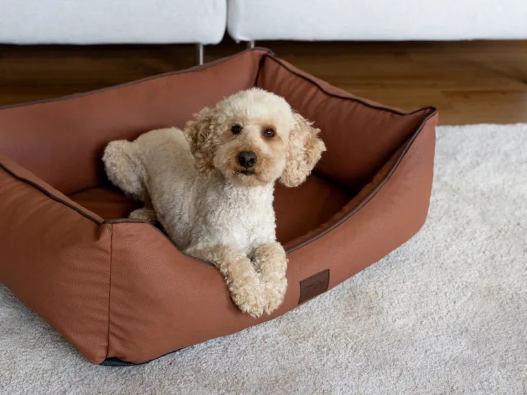 Braunes Kunstlederbett für Hunde. Ein kleiner Hund liegt im Bett. Auf einem Teppich.