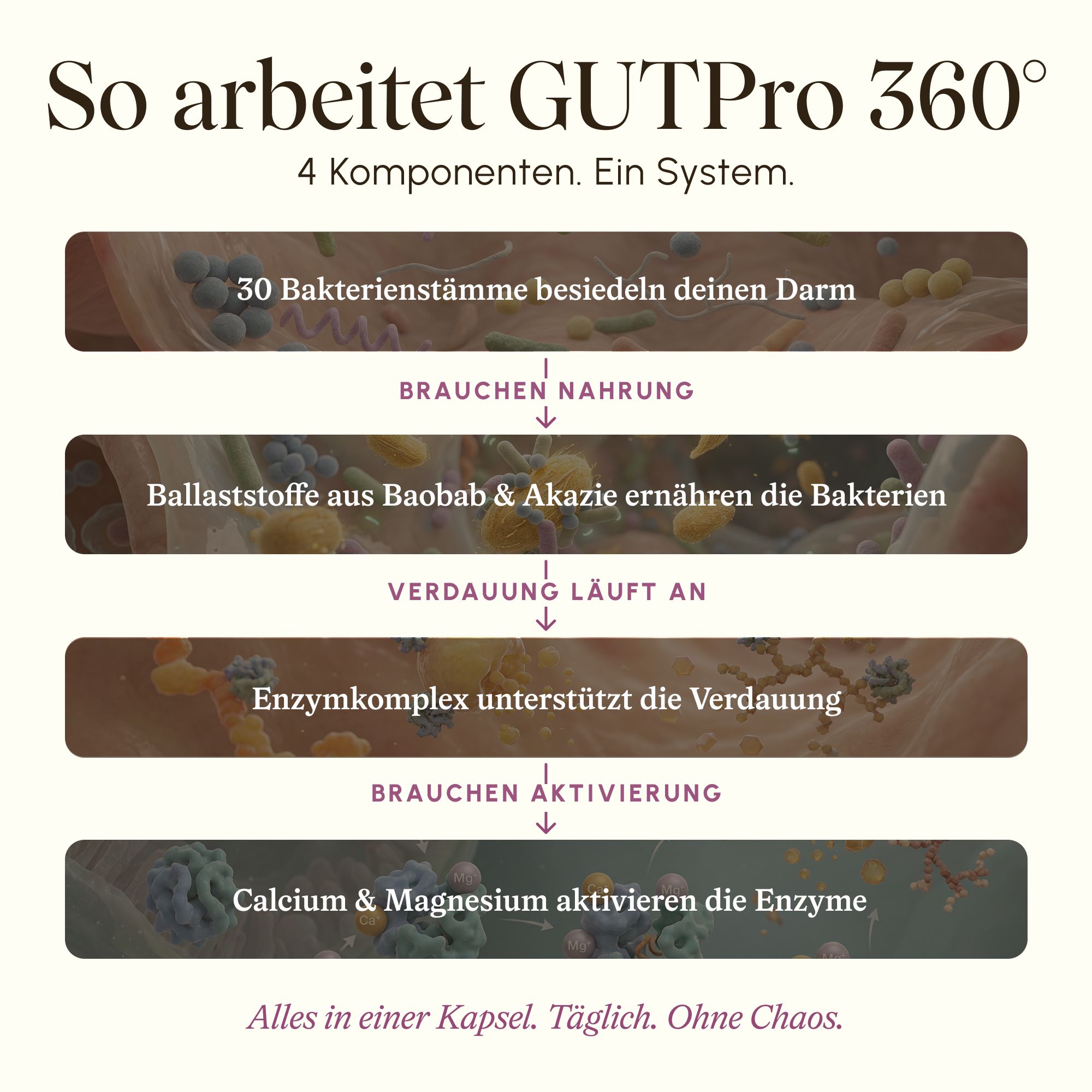 Grafik erklärt die 4 Komponenten und Funktionsweise von GutPro 360°.