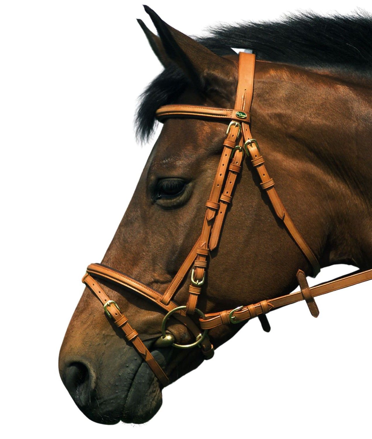 Braunes Pferd mit braunem Zaumzeug. Nahaufnahme, weißer Hintergrund.