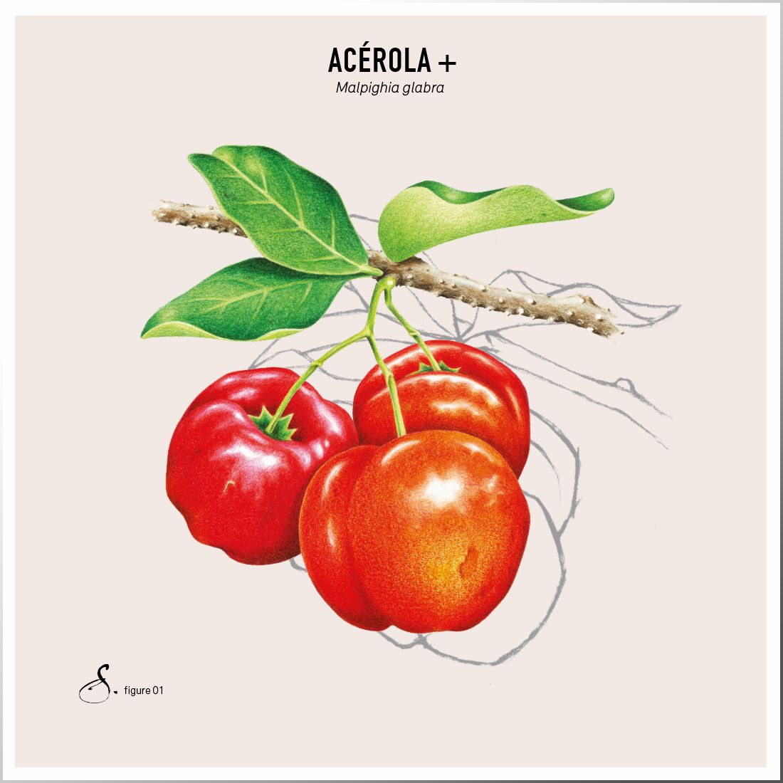 Sekoya Swiss - Acerola+ | Natürliches Vitamin C