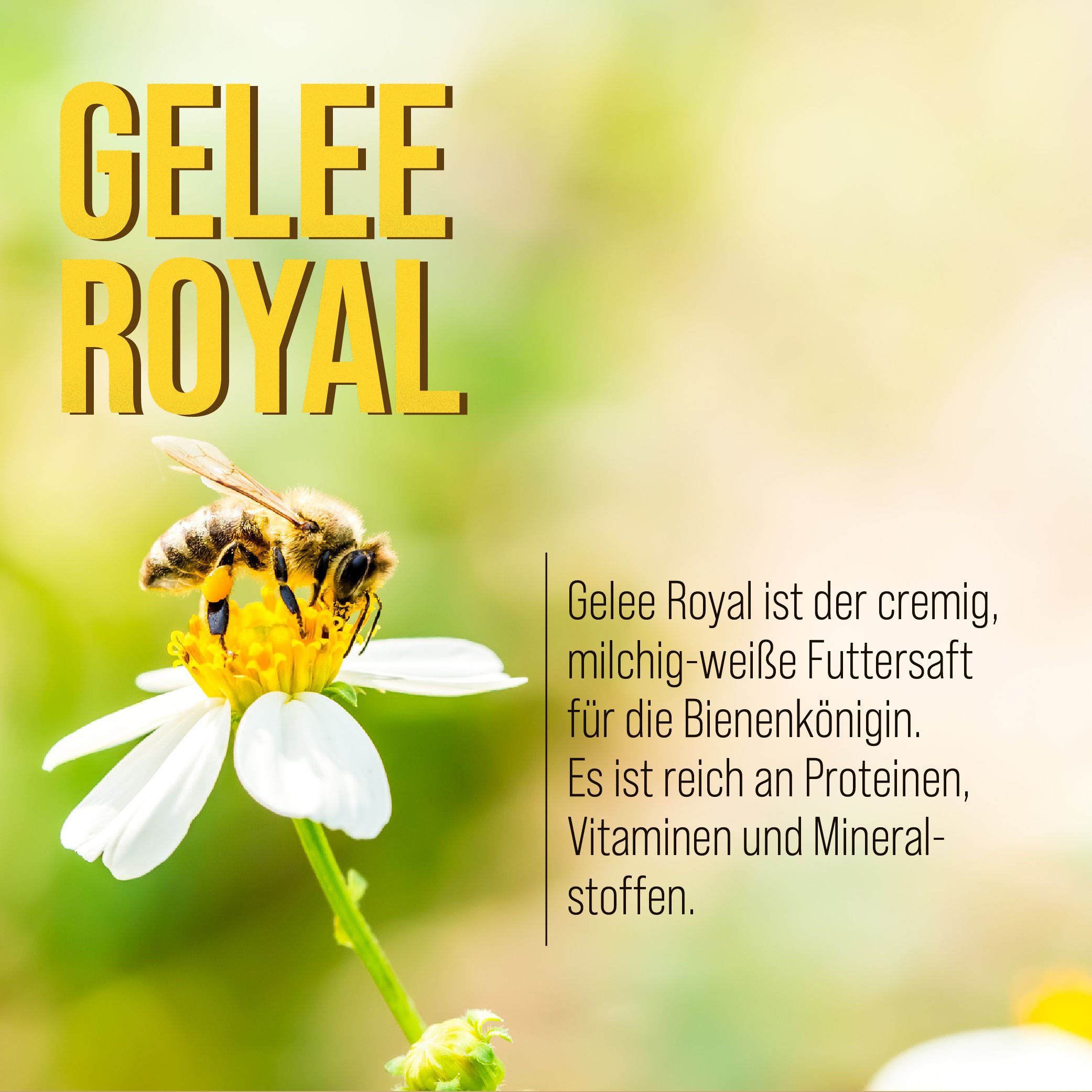 Biene auf Blüte. Text: Gelee Royal. Gelee Royal ist der cremig-weiße Futtersaft für die Bienenkönigin. Reich an Proteinen, Vitaminen und Mineralstoffen.