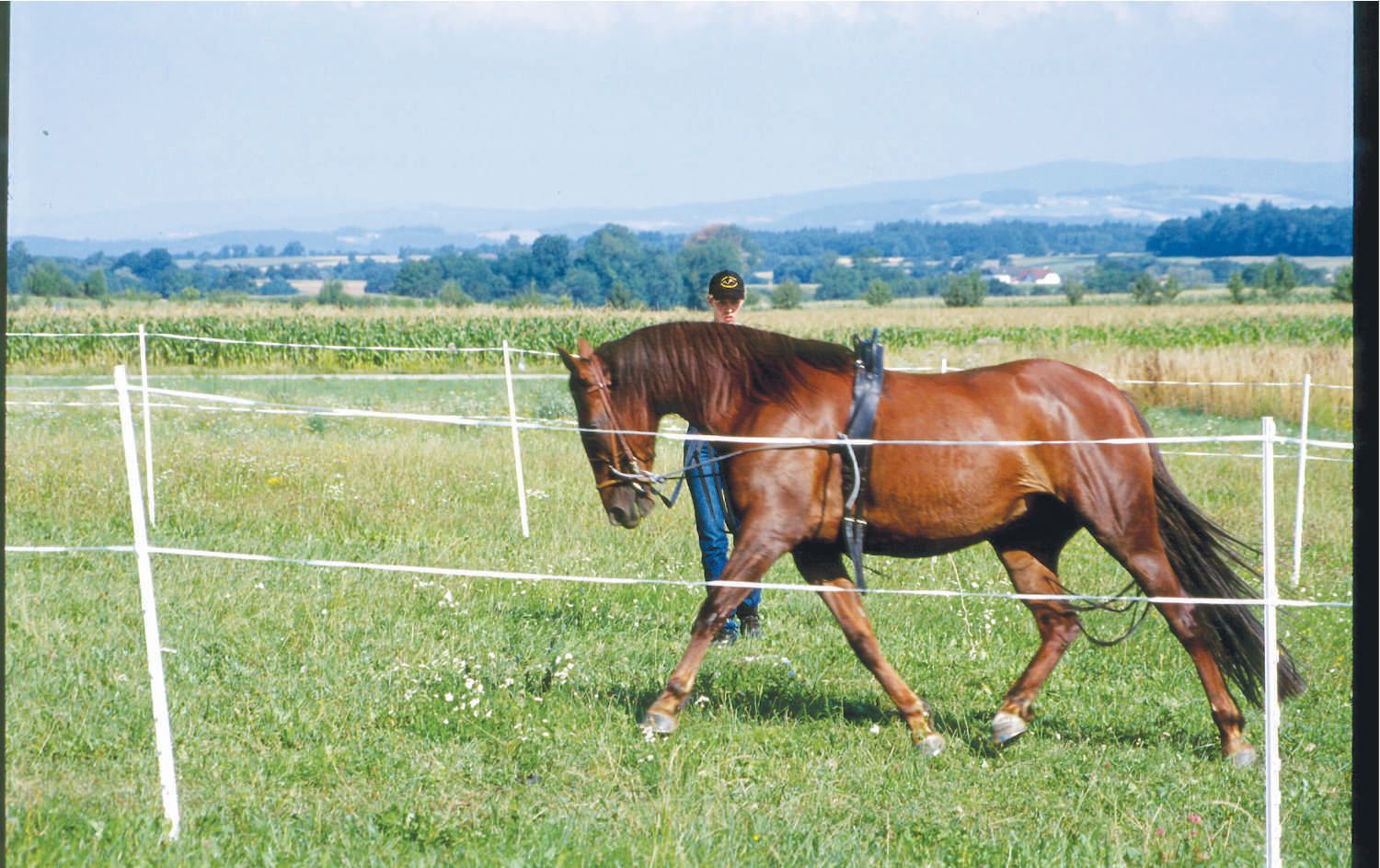 Pferd auf einer Wiese, mit Zaun. Person hält das Pferd an der Longe.