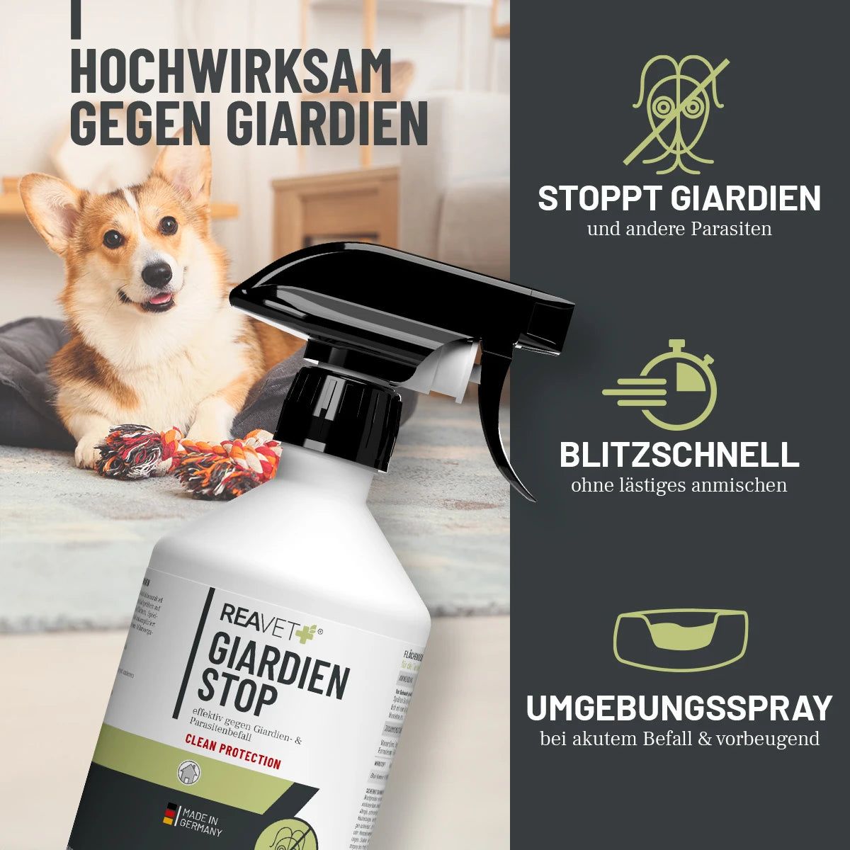 ReaVET Giardien Stop Spray. Weiße Flasche mit schwarzem Sprühkopf. Text: Hochwirksam gegen Giardien. Hund im Hintergrund.