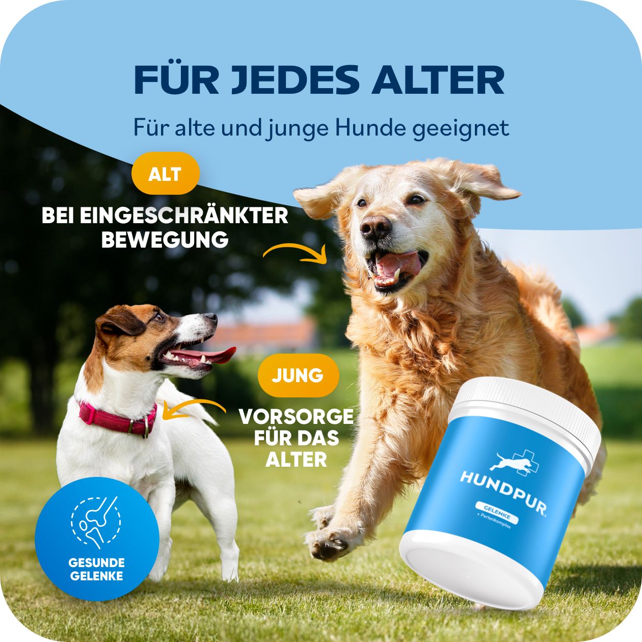 Hunde mit Dose "HUNDPUR". Text: "Gelenke + Perlenkomplex", "Für jedes Alter", "Gesunde Gelenke".