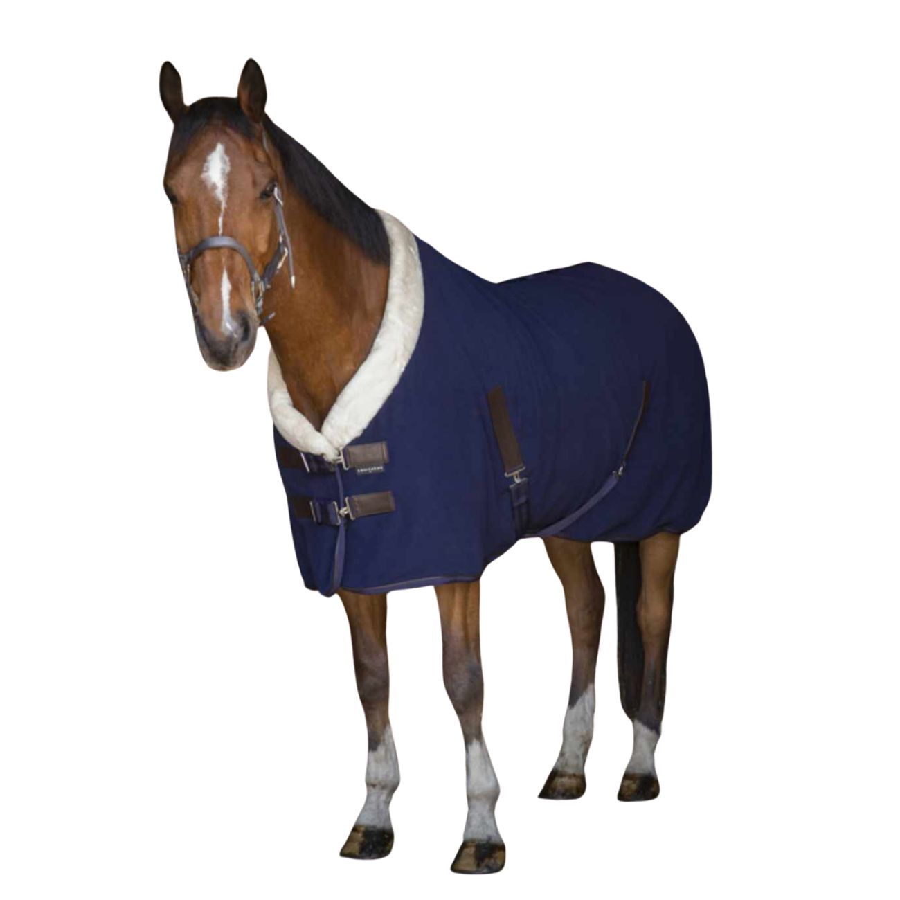 Braunes Pferd mit blauer Fleecedecke. Cremefarbener Kragen. Lederriemen mit Schnallen.