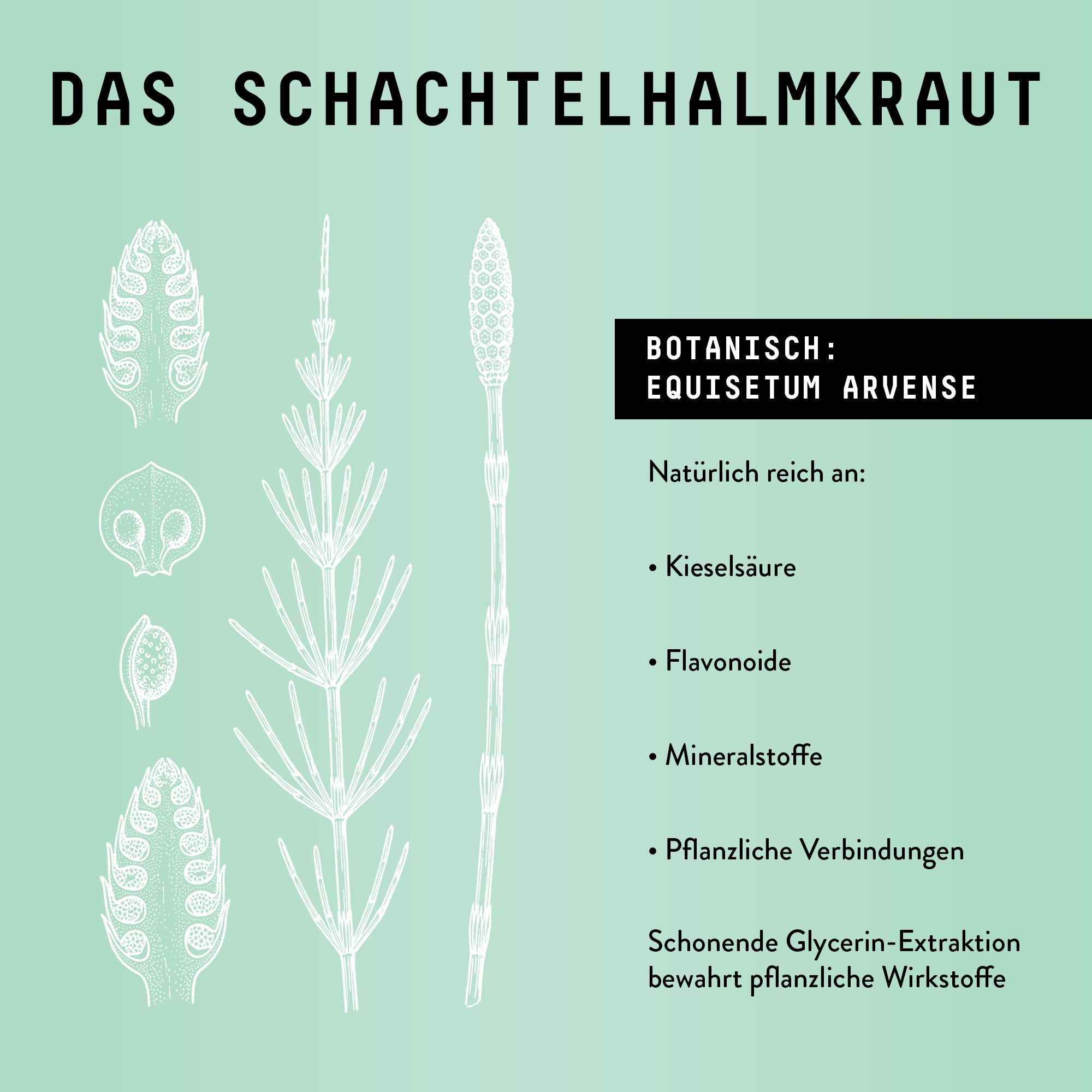 Grafik mit Zeichnungen von Schachtelhalm. Text: Botanisch: Equisetum arvense. Reich an Kieselsäure, Flavonoide, Mineralstoffe.