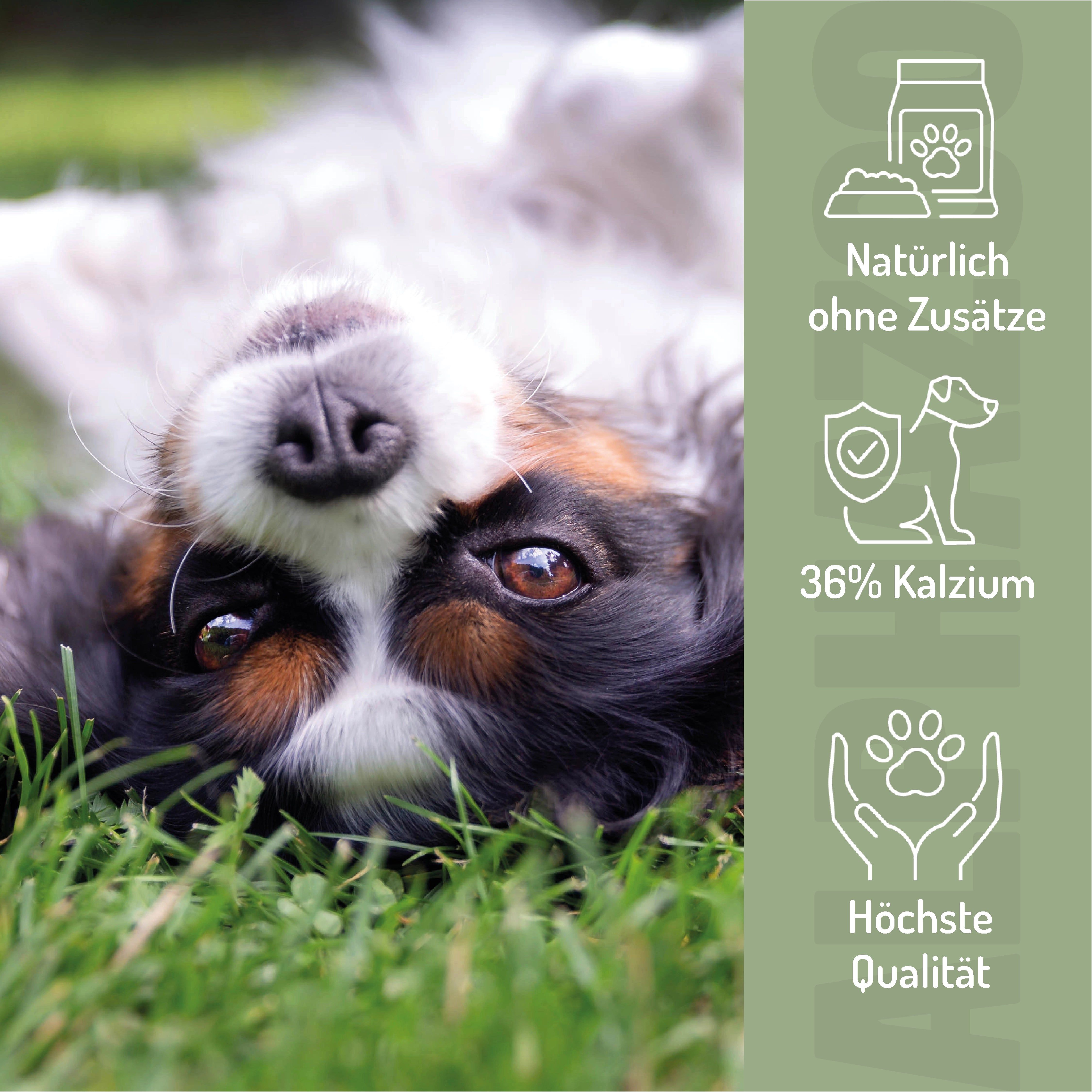 Hund liegt im Gras. Text: Ohne Zusätze, 36% Kalzium, Höchste Qualität. Icons: Futter, Schild mit Hund, Pfoten.