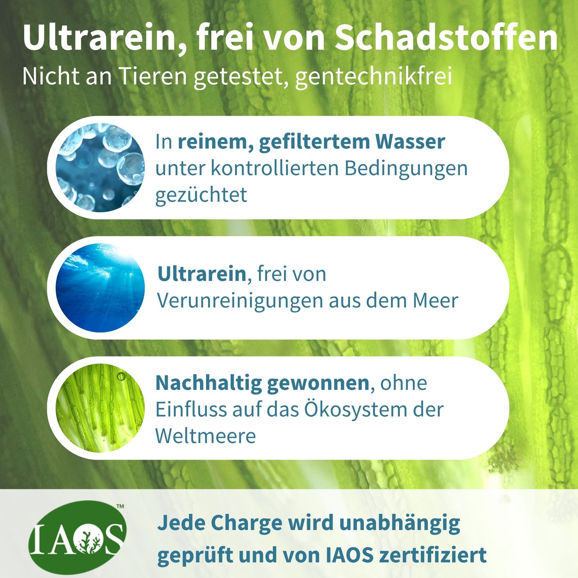 Infografik mit Text über ultrareine Algenöl-Herstellung. Zertifizierung IAOS. Text: Ultrarein, frei von Schadstoffen. Nicht an Tieren getestet, gentechnikfrei.