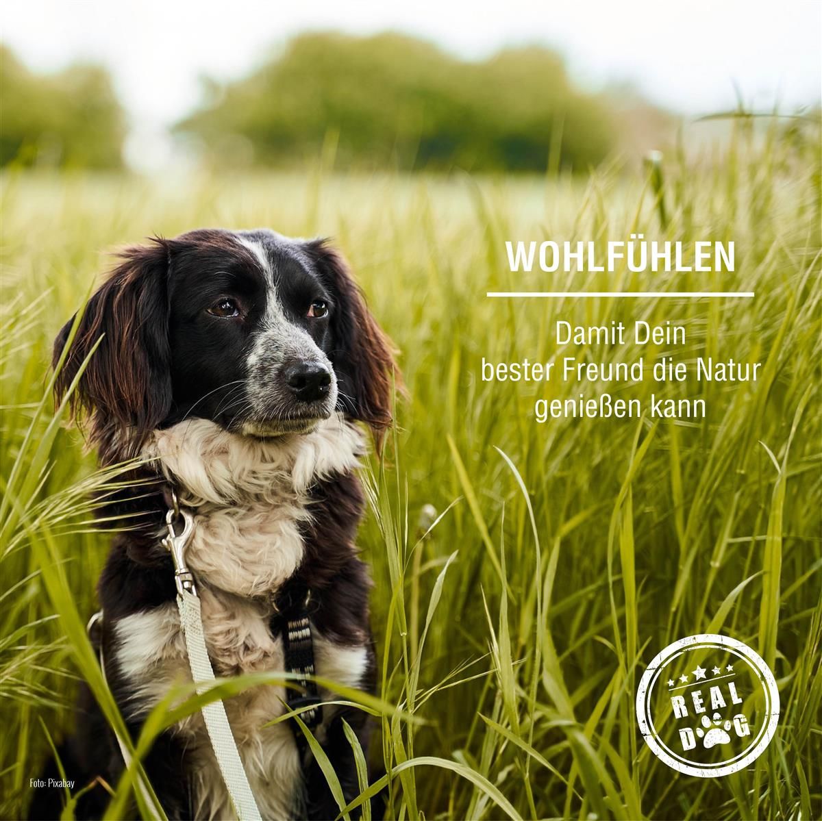 Hund im Gras. Text: Wohlfühlen. Logo Real Dog.