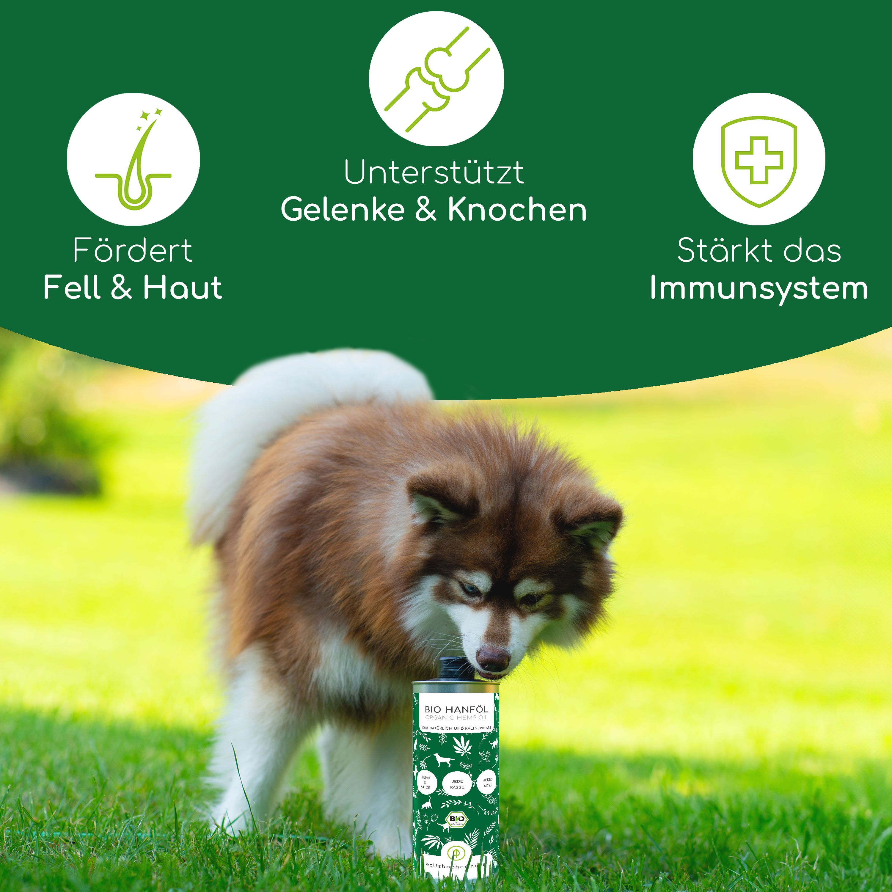 Hund im Gras mit Dose "BIO Hanföl". Grafiken: Fell & Haut, Gelenke & Knochen, Immunsystem.