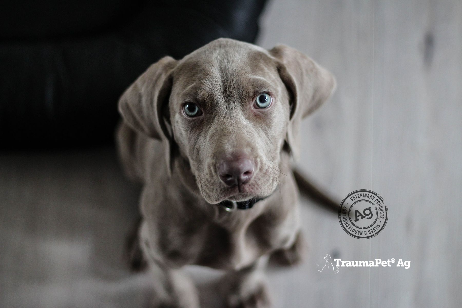 Hundeblick. Grauer Hund mit blauen Augen. Logo: TraumaPet Ag.