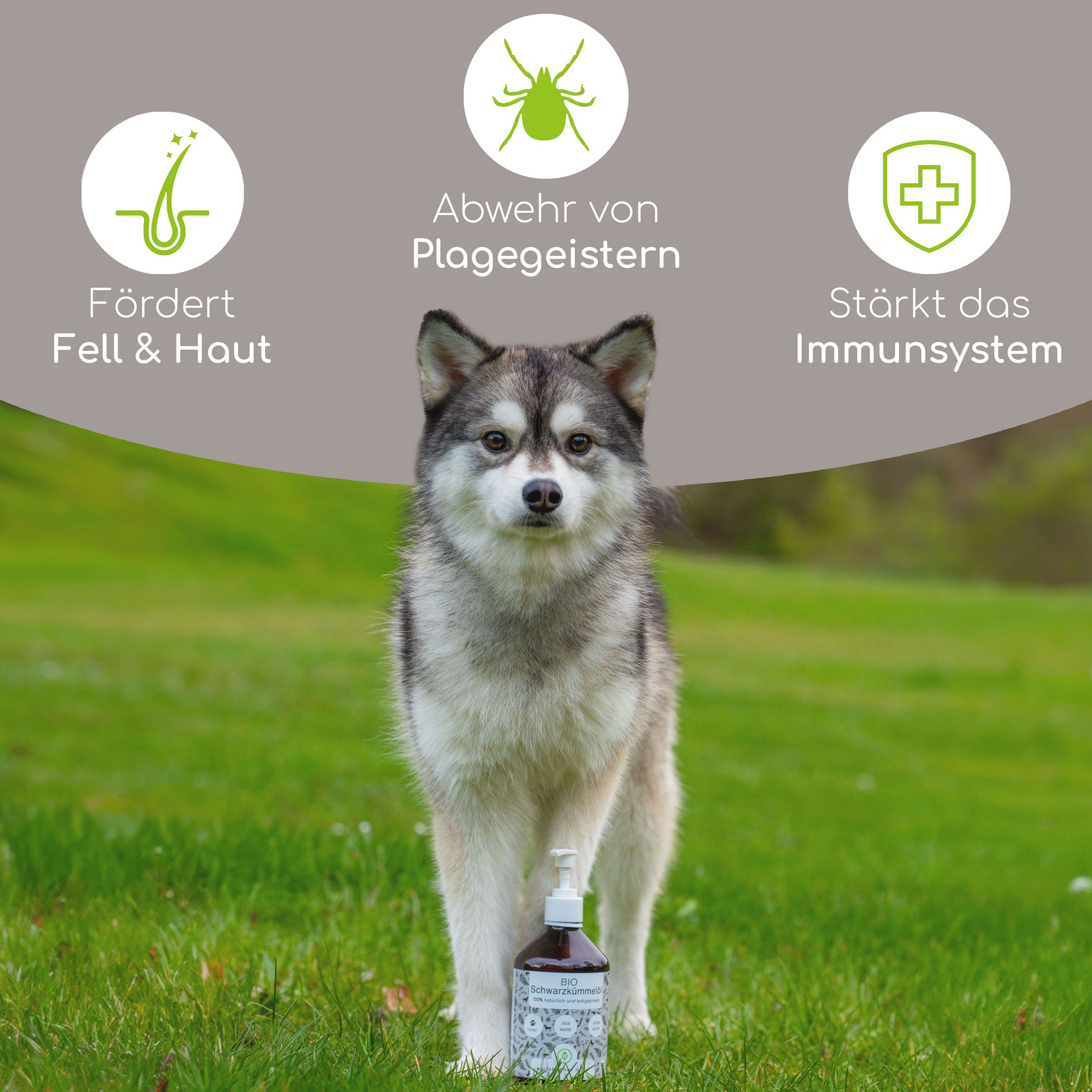 Hund auf Wiese mit Flasche. Text: Fördert Fell & Haut, Abwehr von Plagegeistern, Stärkt das Immunsystem. Flasche: BIO SCHWARZKÜMMELÖL.