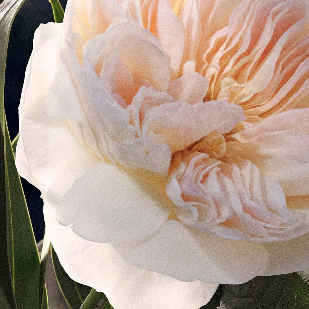 Nahaufnahme einer zartrosa Rose mit vielen Blütenblättern und grünen Blättern.