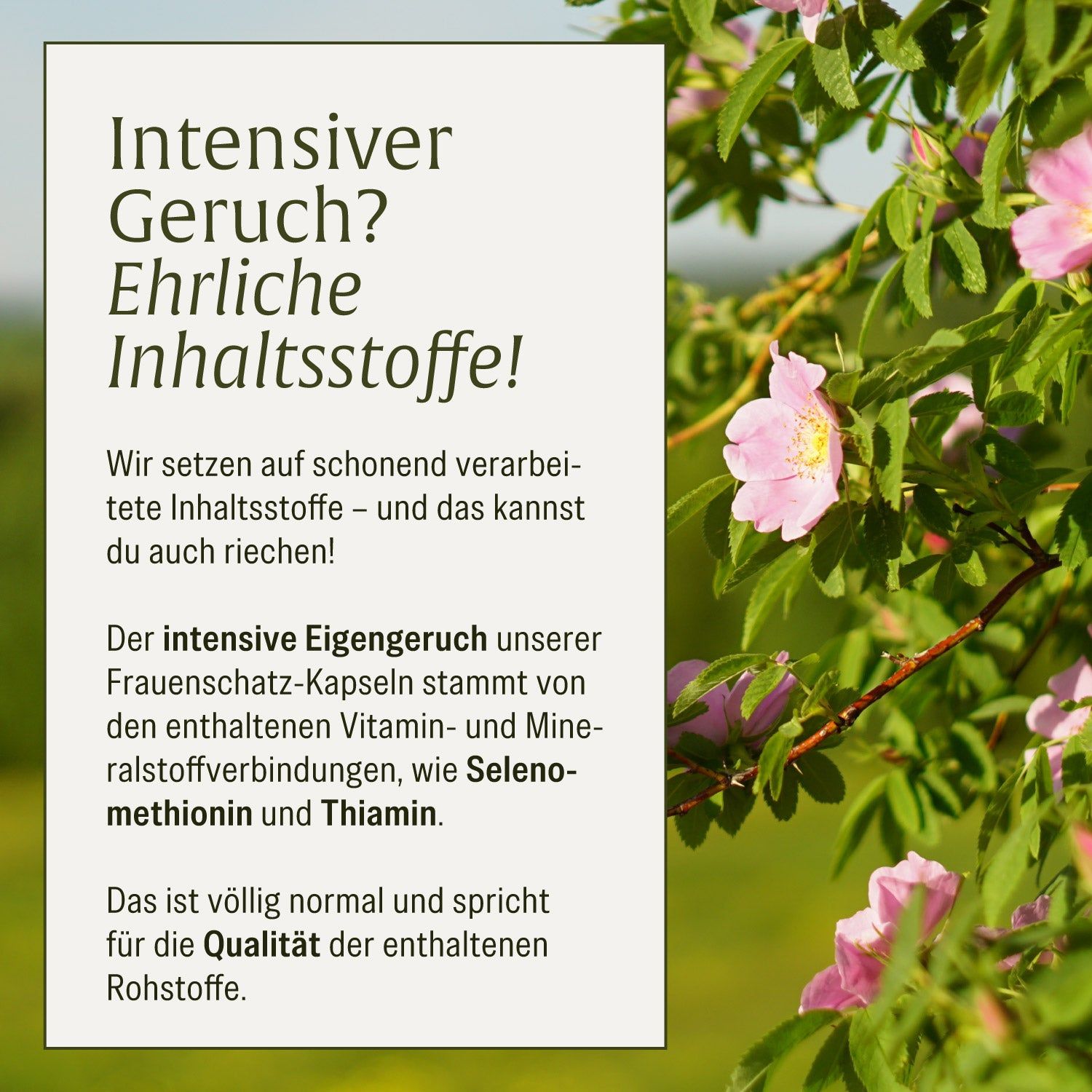 Nahaufnahme einer grünen Pflanze mit rosa Blüten. Daneben ein Textfeld über Inhaltsstoffe und Geruch.