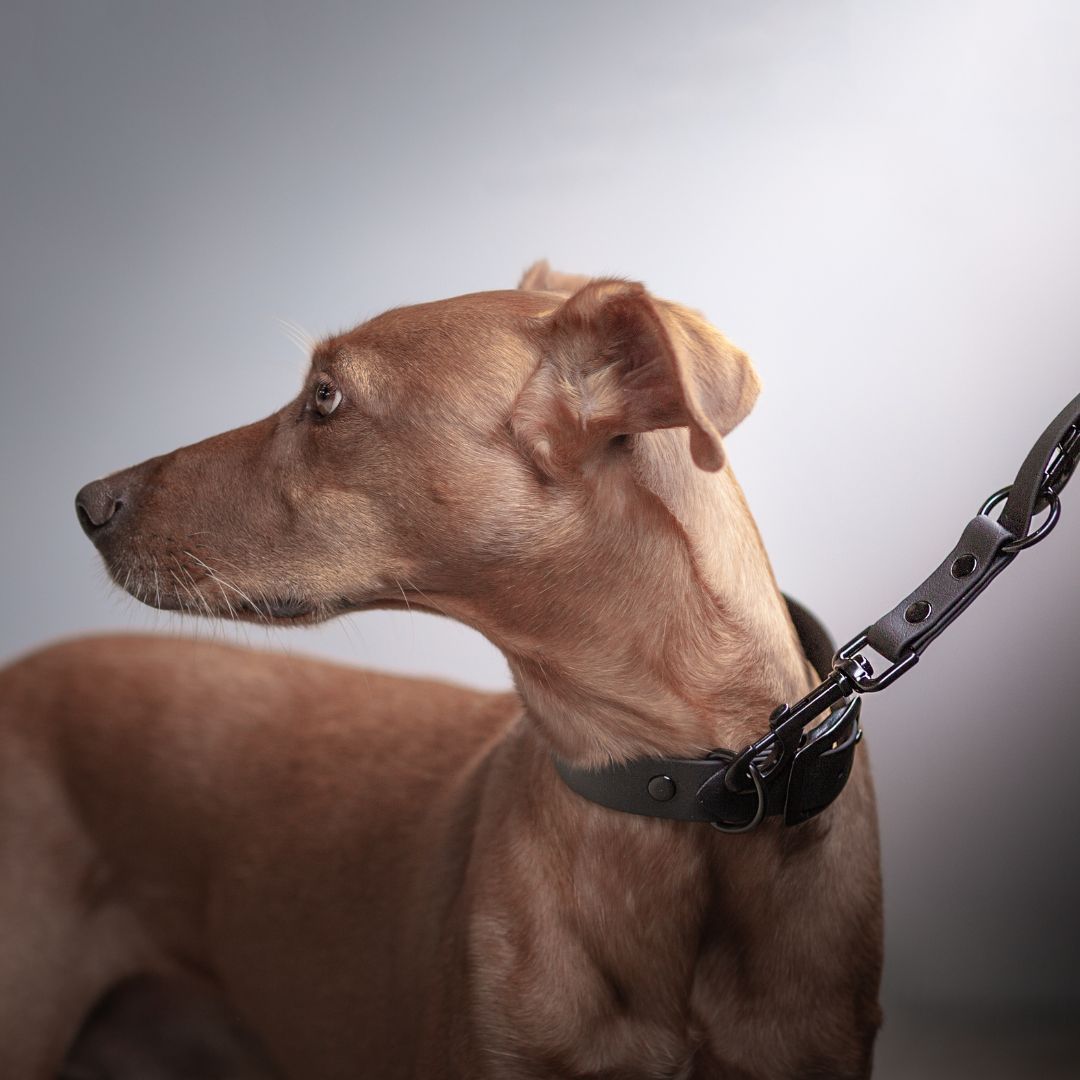 Hund mit schwarzem Halsband und Leine. Profilansicht. Karabinerhaken sichtbar.