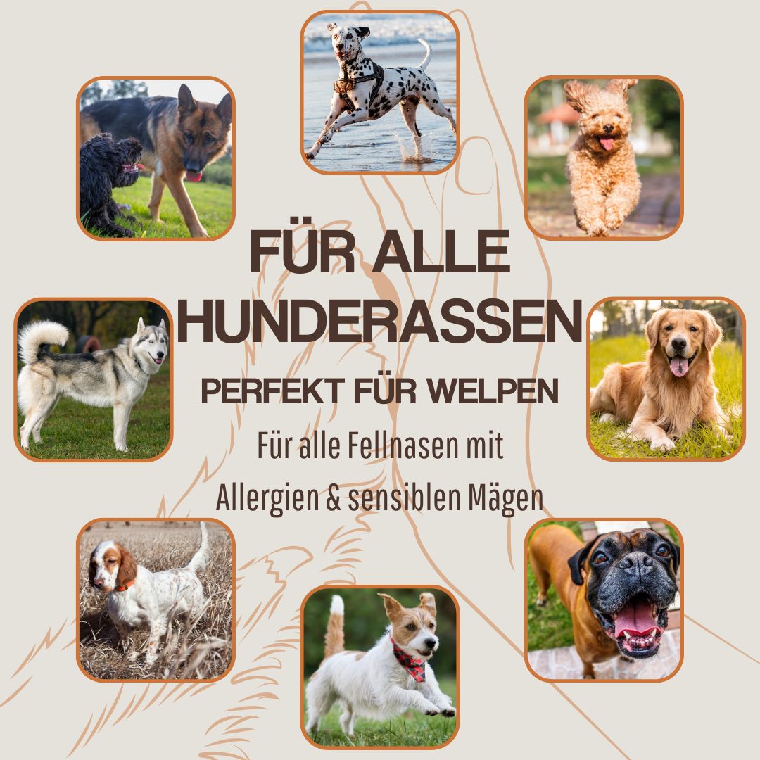 Collage verschiedener Hunderassen, perfekt für Welpen, Hunde mit Allergien und empfindlichen Mägen.
