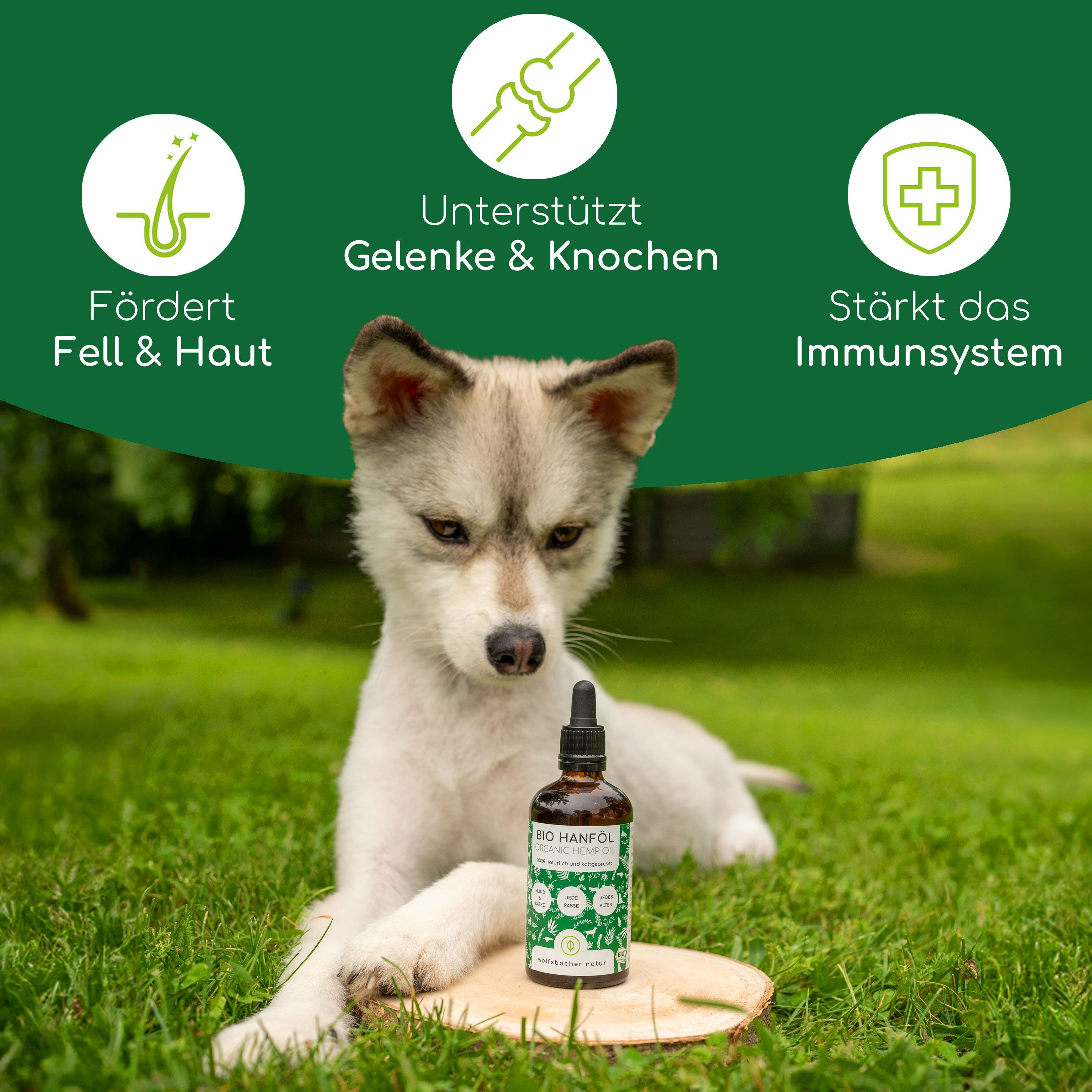 Hund auf Rasen mit Hanföl-Flasche auf Holzscheibe. Icons: Fell & Haut, Gelenke & Knochen, Immunsystem.