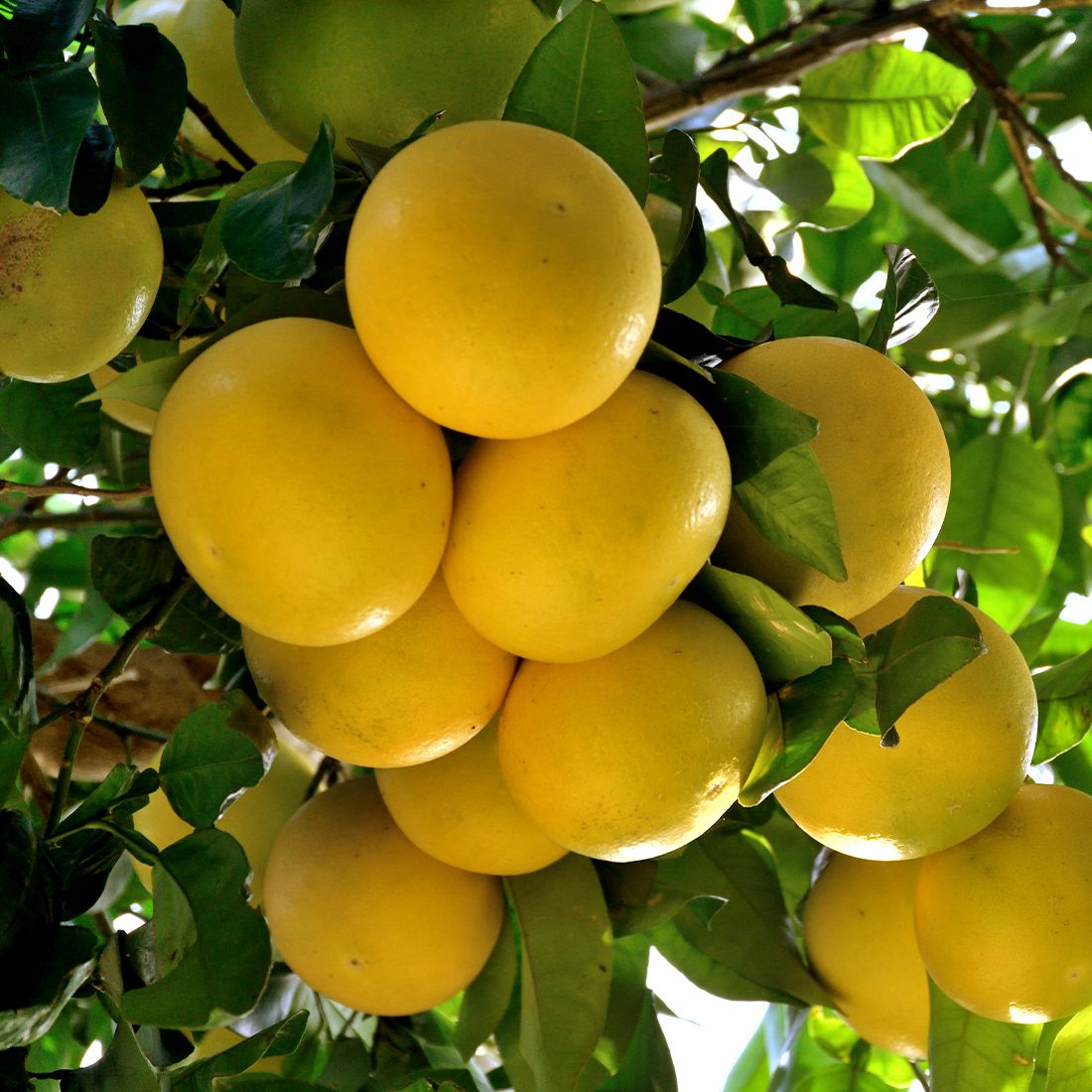 Sekoya Swiss - Percocitrine | Grapefruitkernextrakt