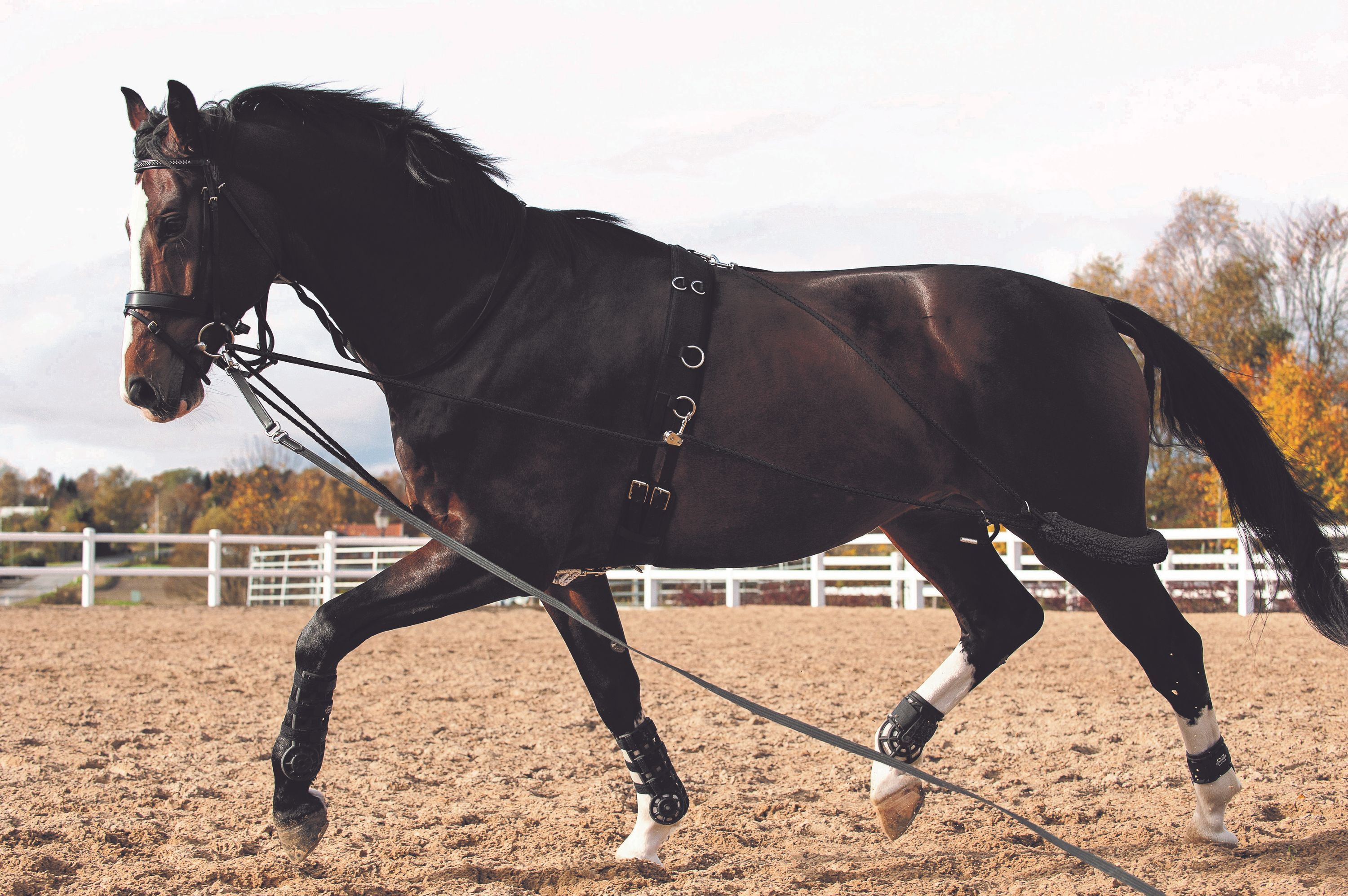 Braunes Pferd im Trab mit Longierhilfe. Schwarze Gurte, Zügel und Beinschutz. Sandboden, Zaun im Hintergrund.