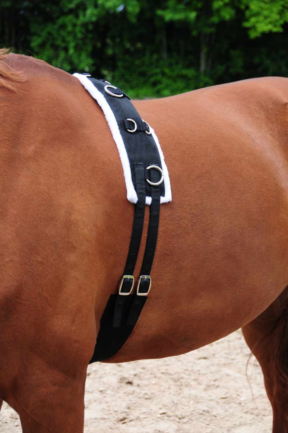 Schwarzer Longiergurt mit weißen Rändern und Metallringen. Auf dem Pferderücken platziert.