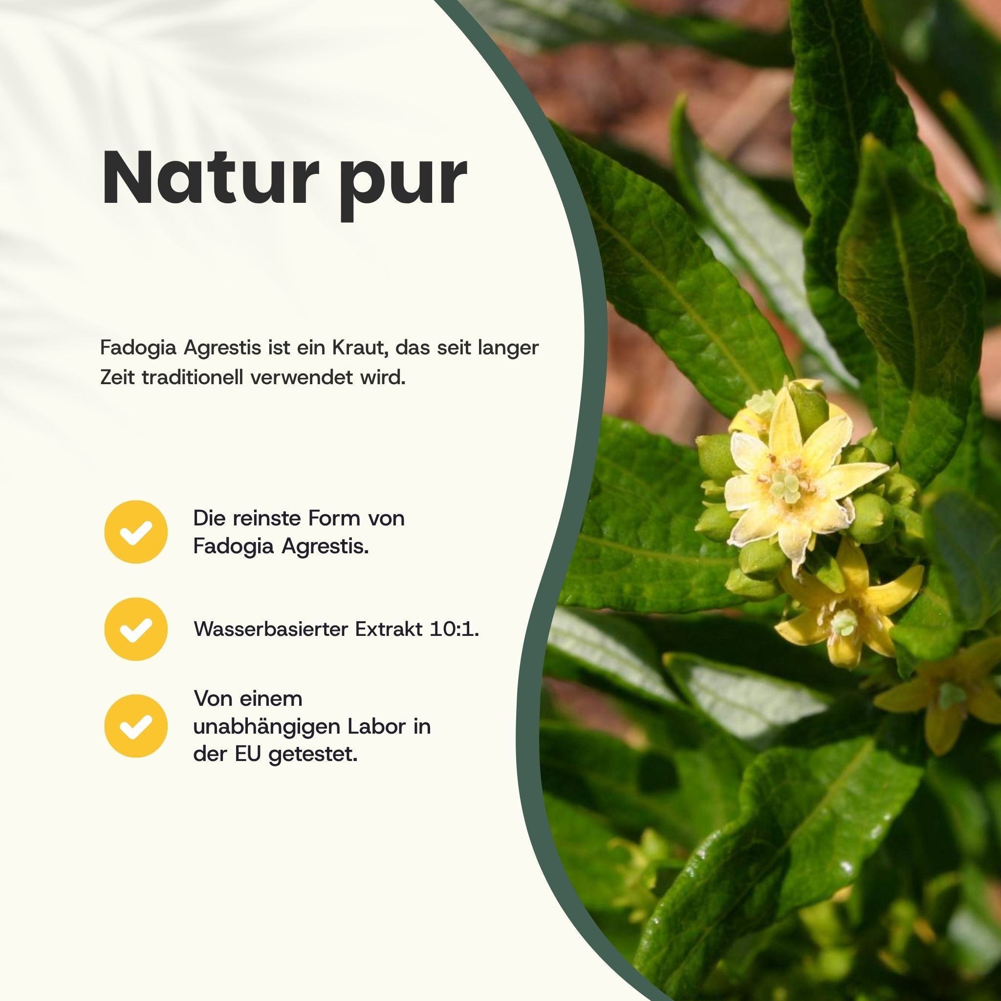 Pflanze mit gelben Blüten. Text: Natur pur. Fadogia Agrestis ist ein Kraut. Wasserbasierter Extrakt 10:1.