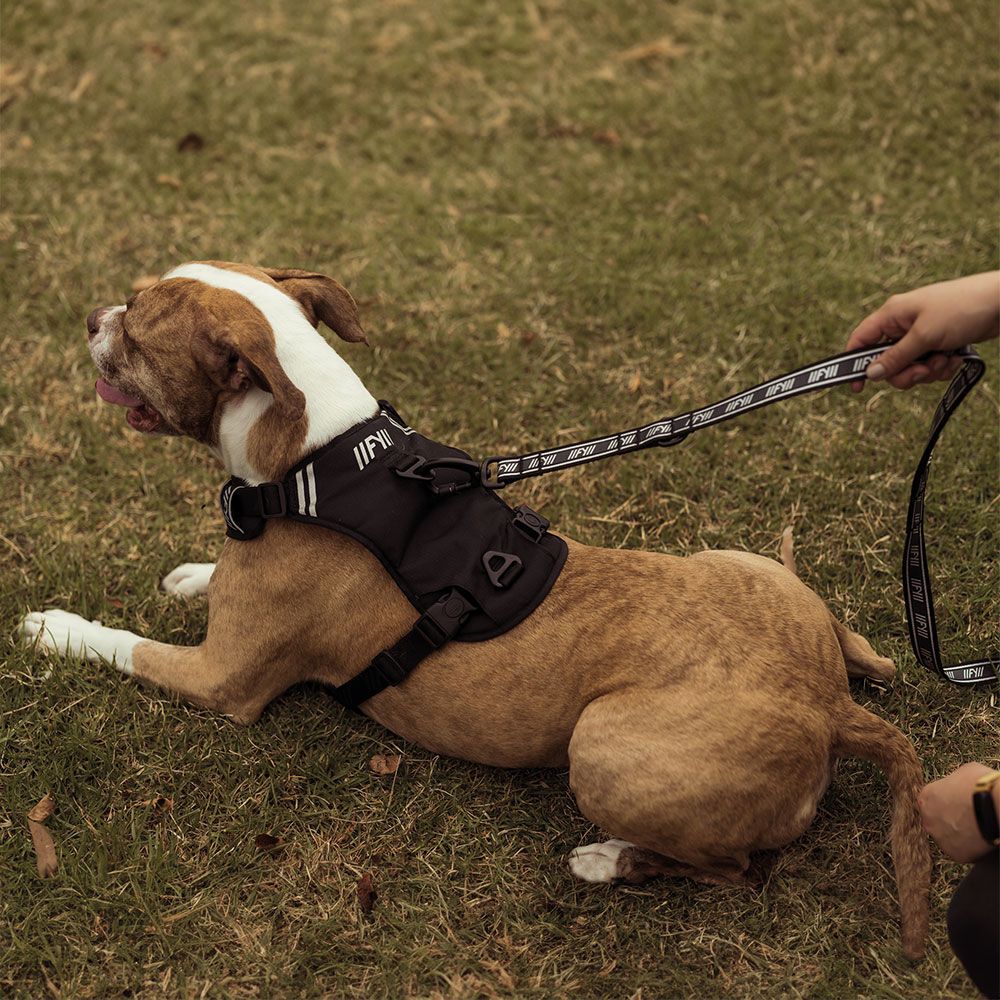 Ein Hund trägt ein schwarzes FuzzYard Active Geschirr. Der Hund liegt auf einer grünen Wiese. Das Geschirr hat weiße Streifen und das FuzzYard Logo. Eine Hand hält die Leine. Der Hund ist braun und weiß.